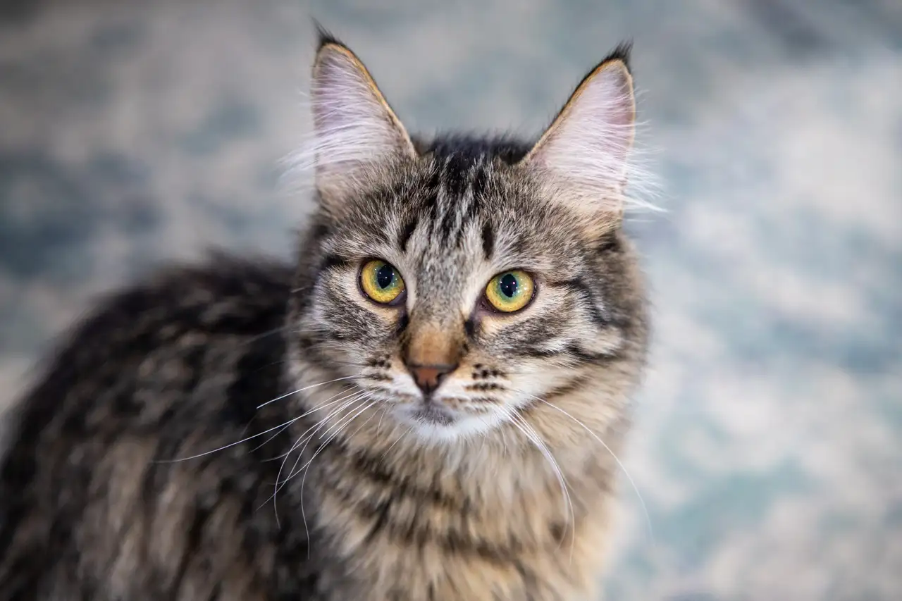 Кошка Вишенка - фото 4