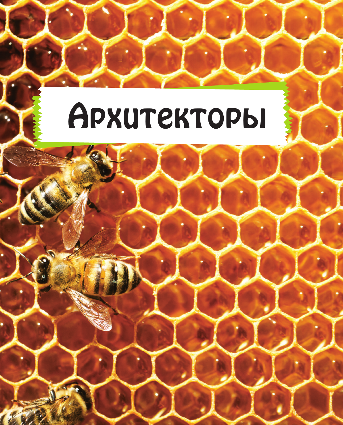 Книга Эксмо Удивительные животные нашей планеты - фото 16