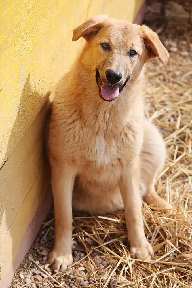 Собака Томочка - фото 3