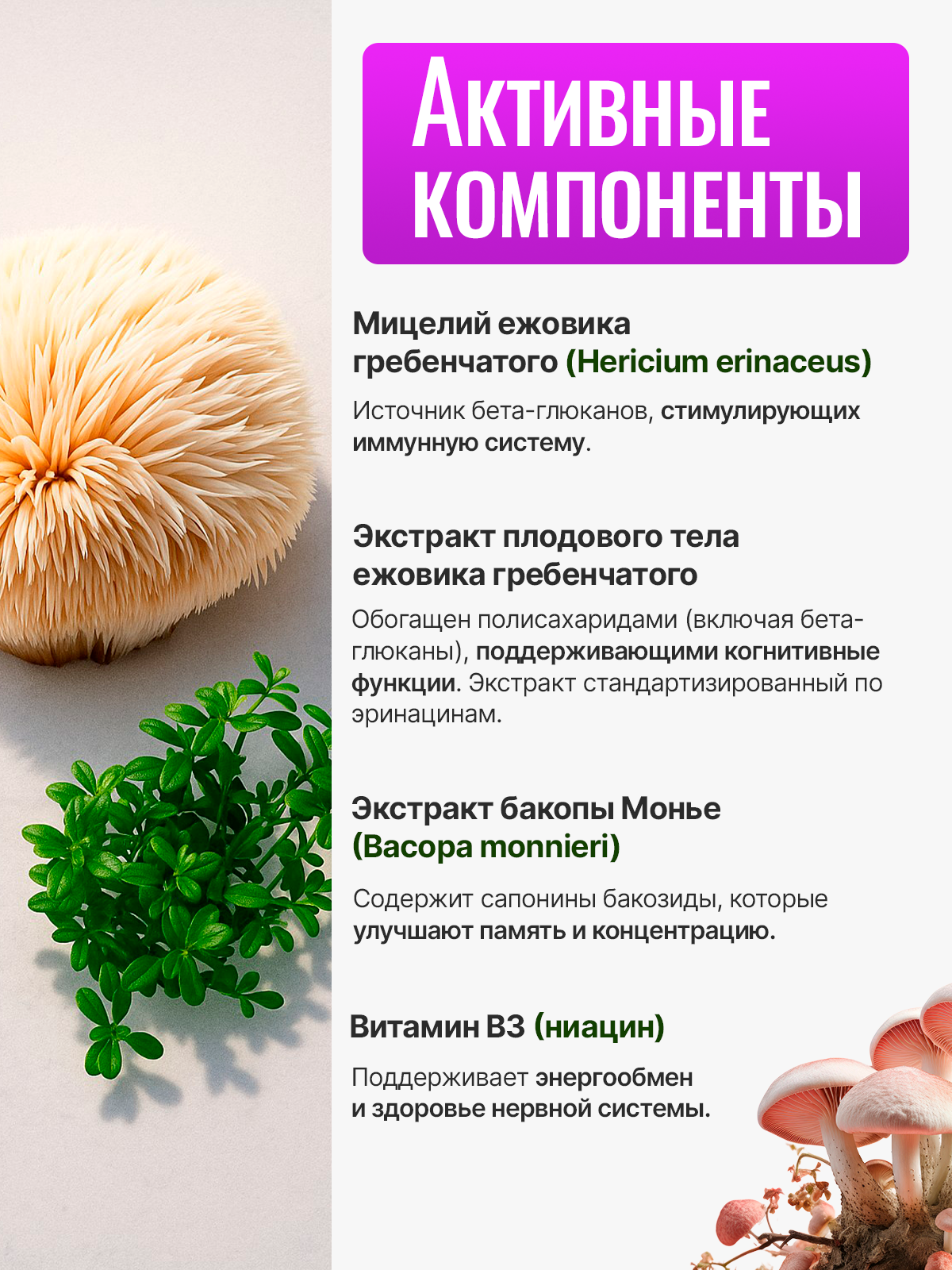 Ежовик гребенчатый Green Leaf Formula ноотроп для мозга и нервной системы бакопа монье - фото 3