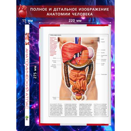 Книга Атлас анатомии человека Харвест основы строения и физиология
