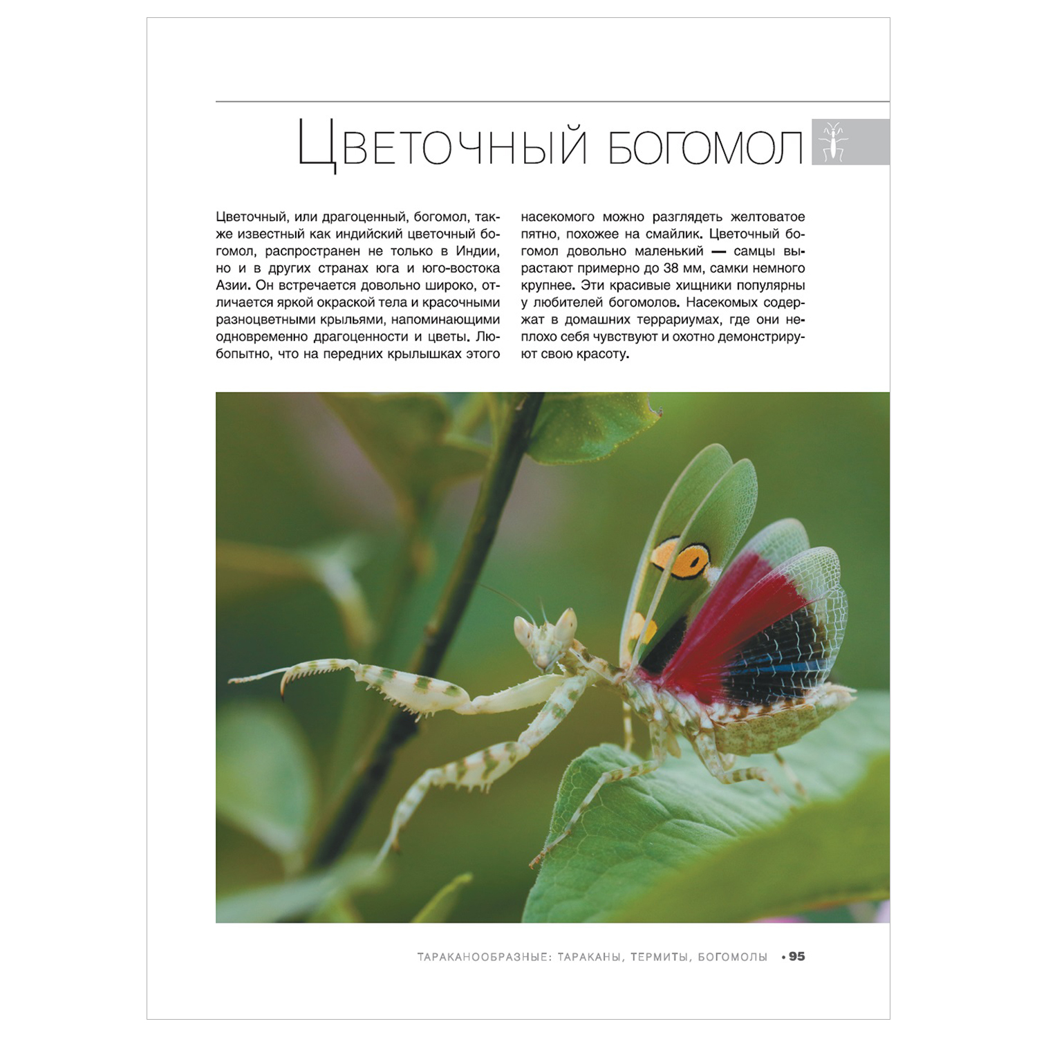 Энциклопедия Большая книга о насекомых 1001фотография - фото 6