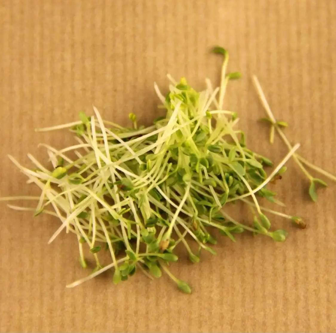 Семена для микрозелени MegaMedia рыжик - фото 3