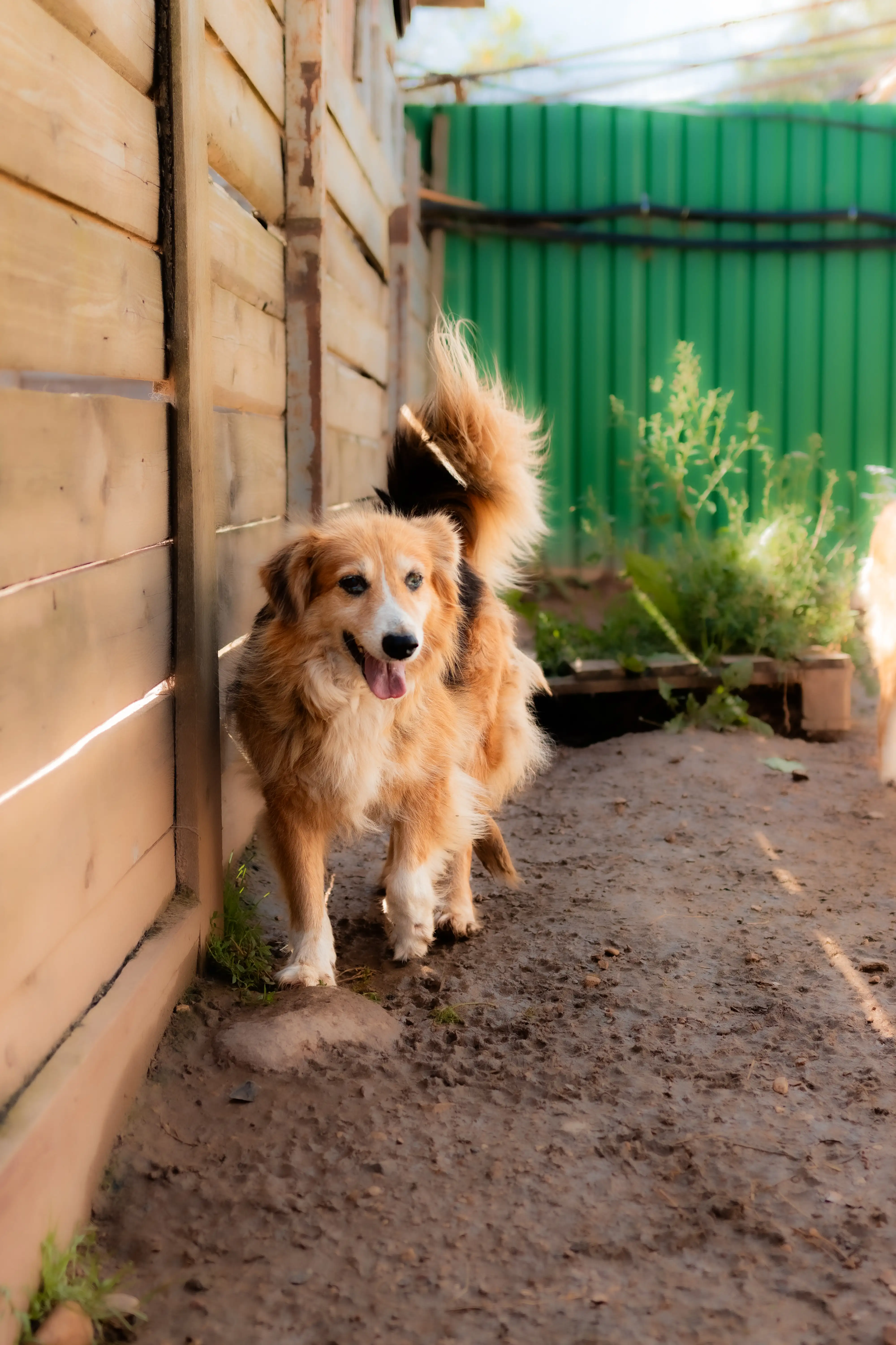 Собака Макарена - фото 2