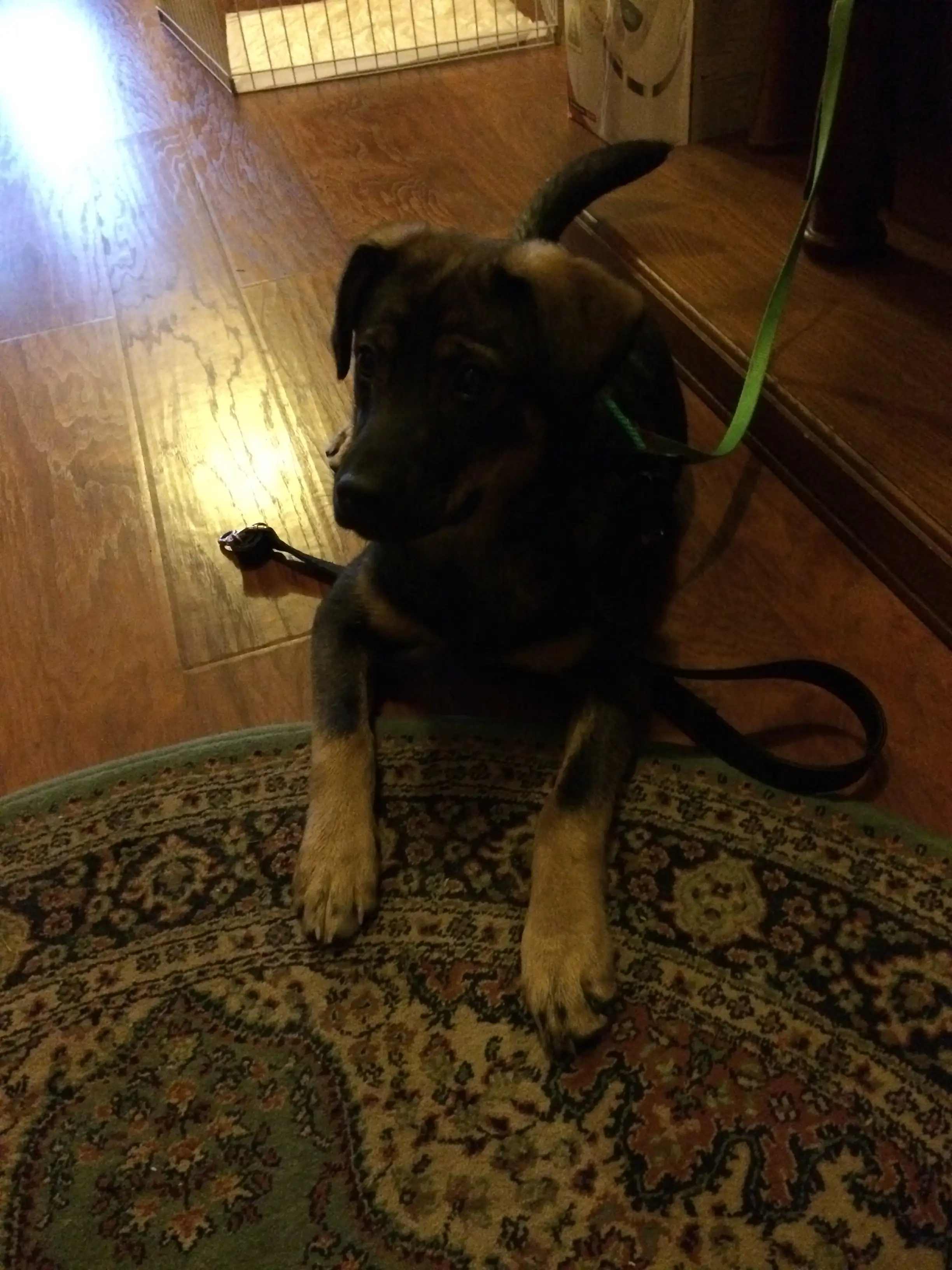 Собака Даринка - фото 3