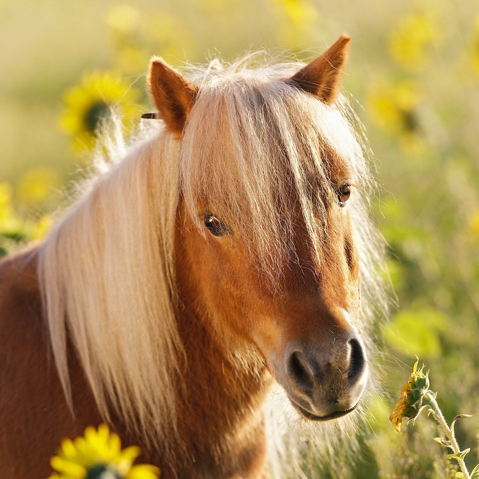 Пазл Ravensburger классический - фото 4