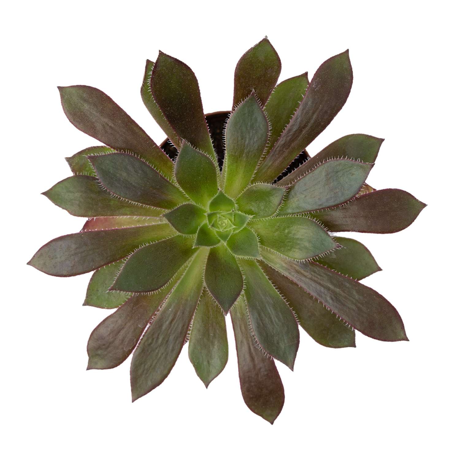 Растение ЕТК Суккуленты D5.5 в ассортименте - фото 6