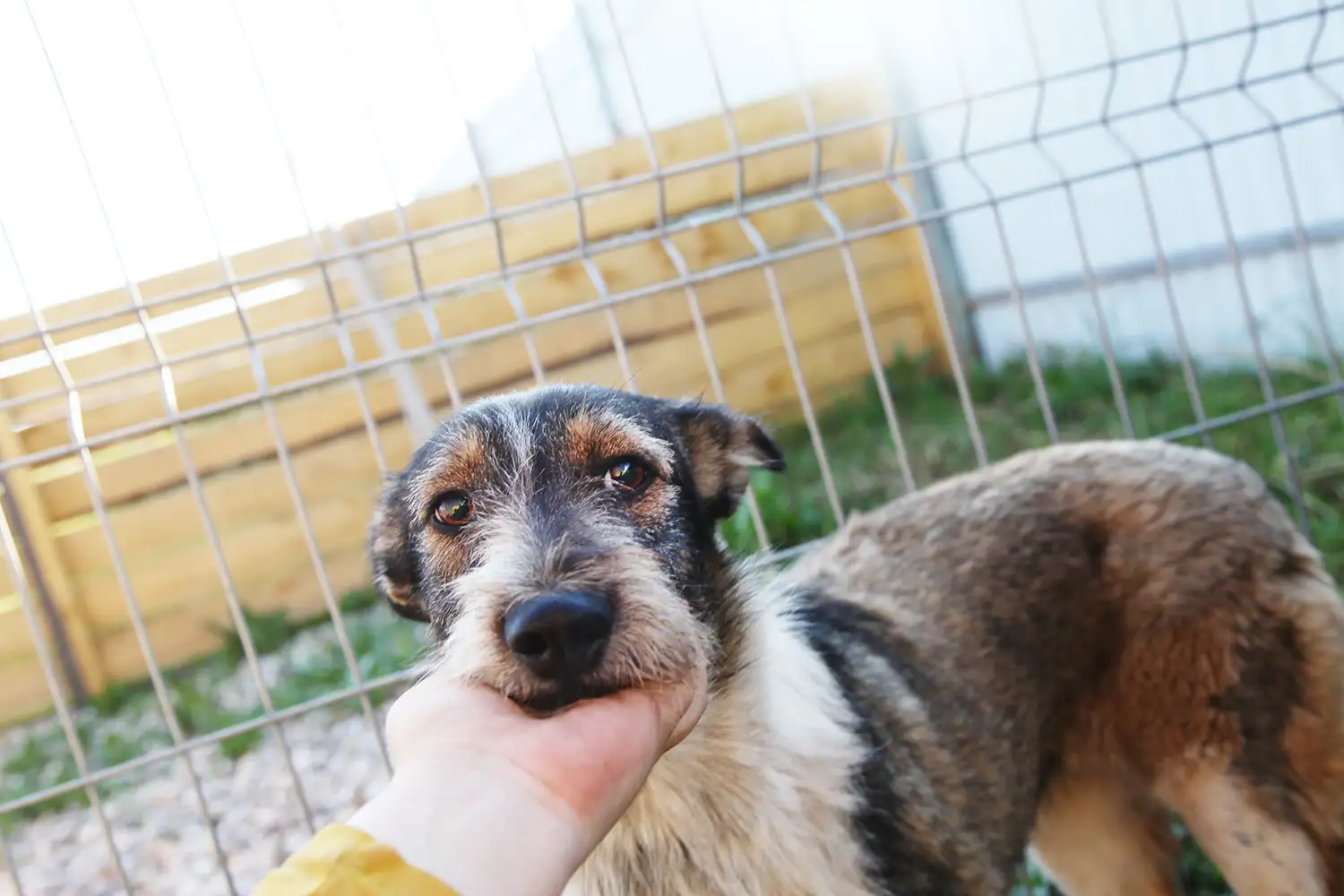 Собака Виола - фото 5