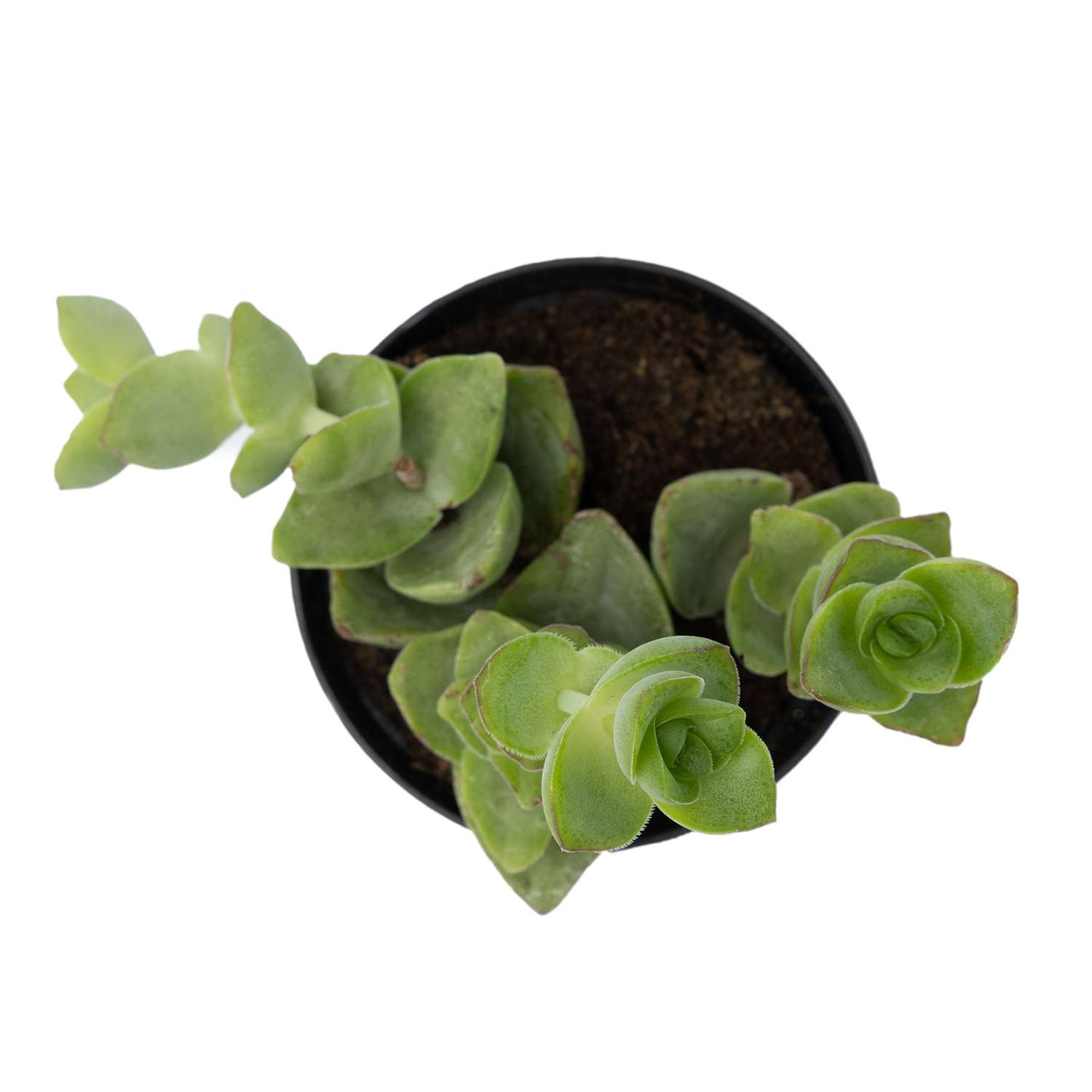 Растение ЕТК Суккуленты D7 в ассортименте - фото 26