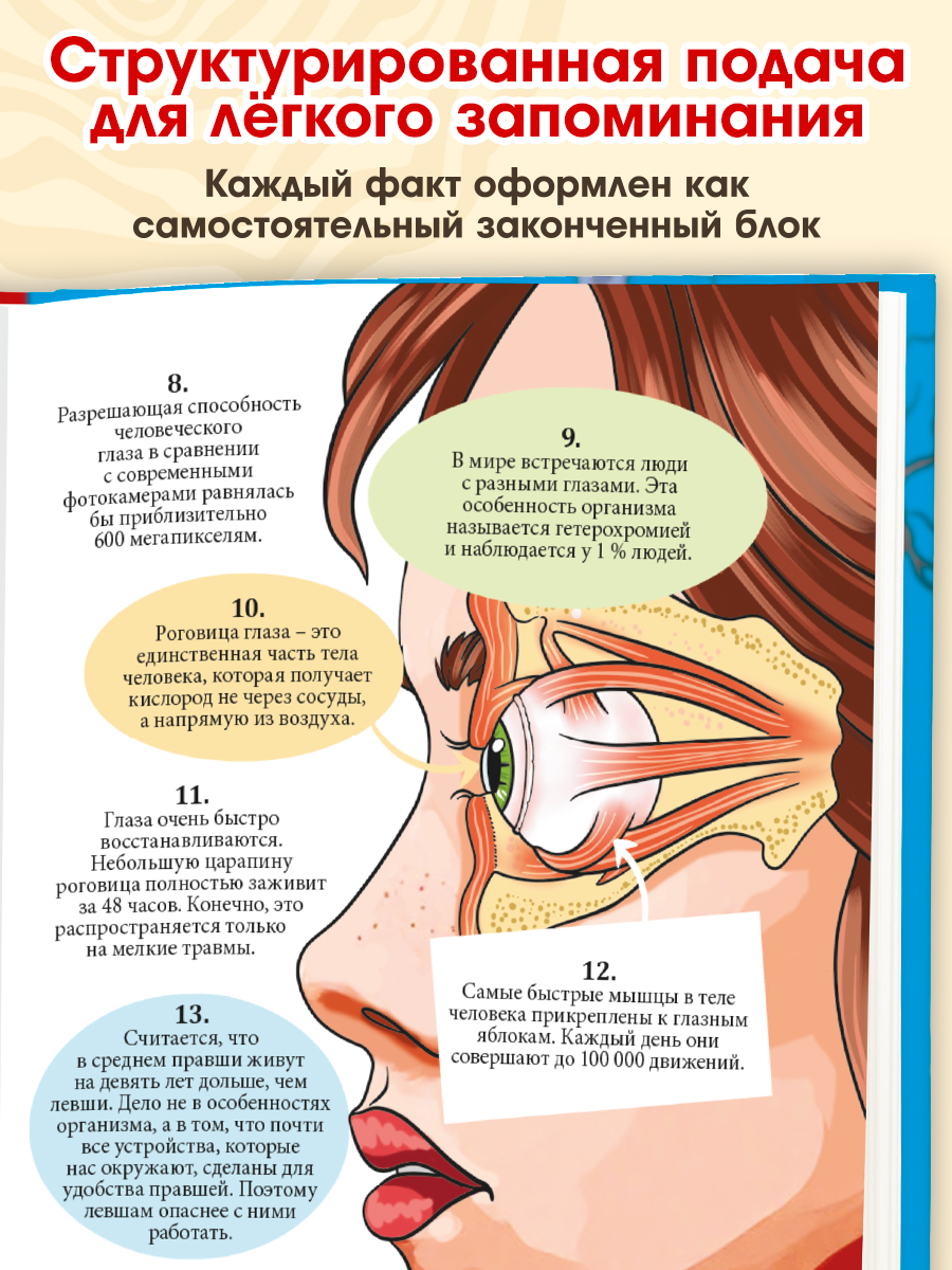 Энциклопедия детская Проф-Пресс 365 фактов о теле человека - фото 4