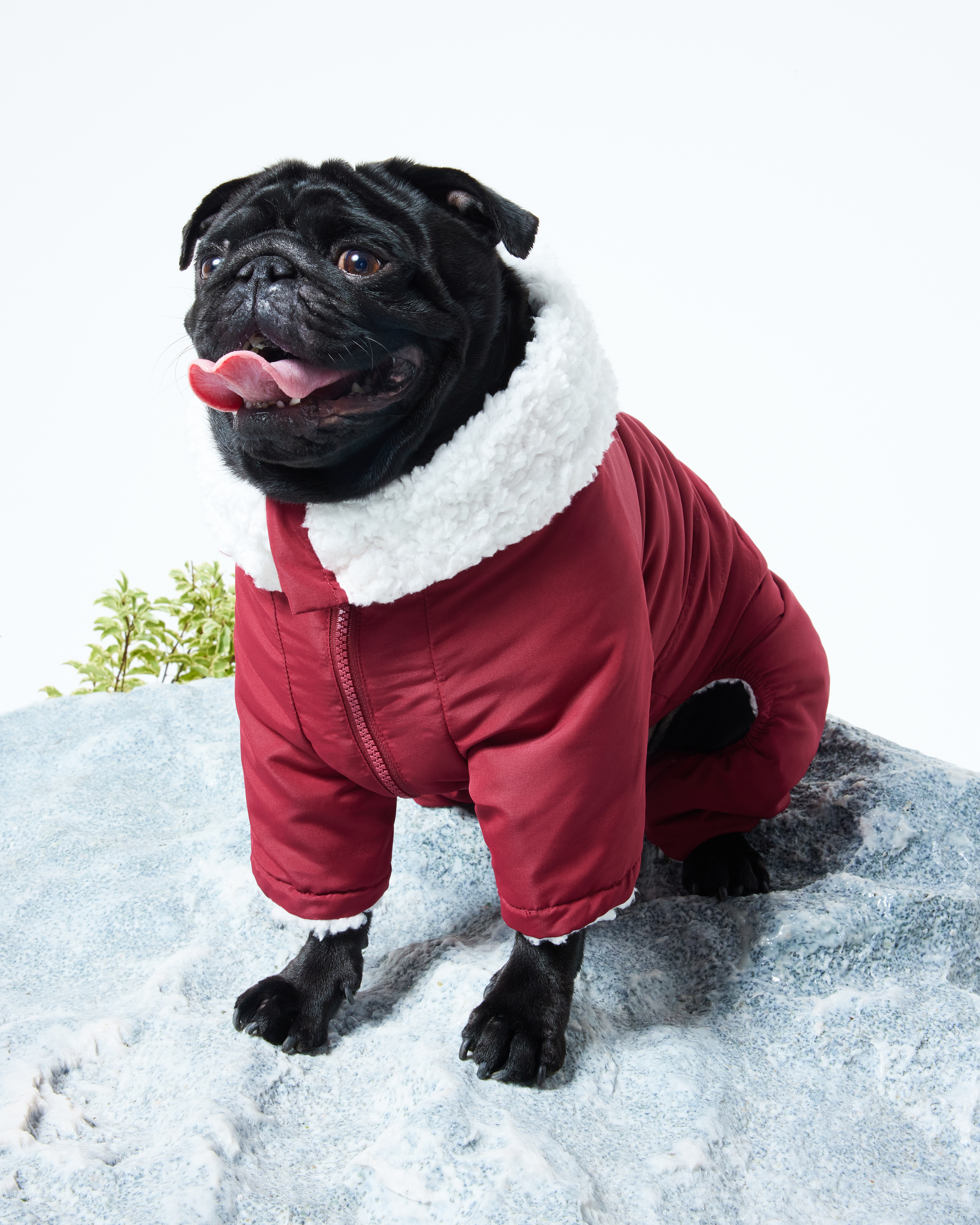 Комбинезон для собак и кошек Зоозавр - фото 1