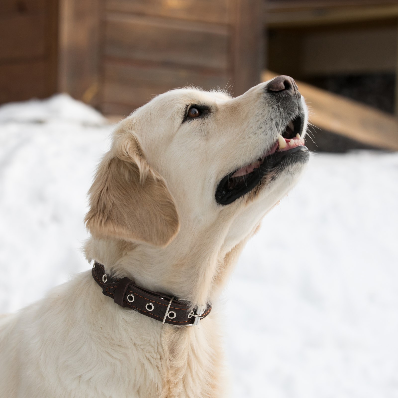 Ошейник Пижон кожаный коричневый - фото 5