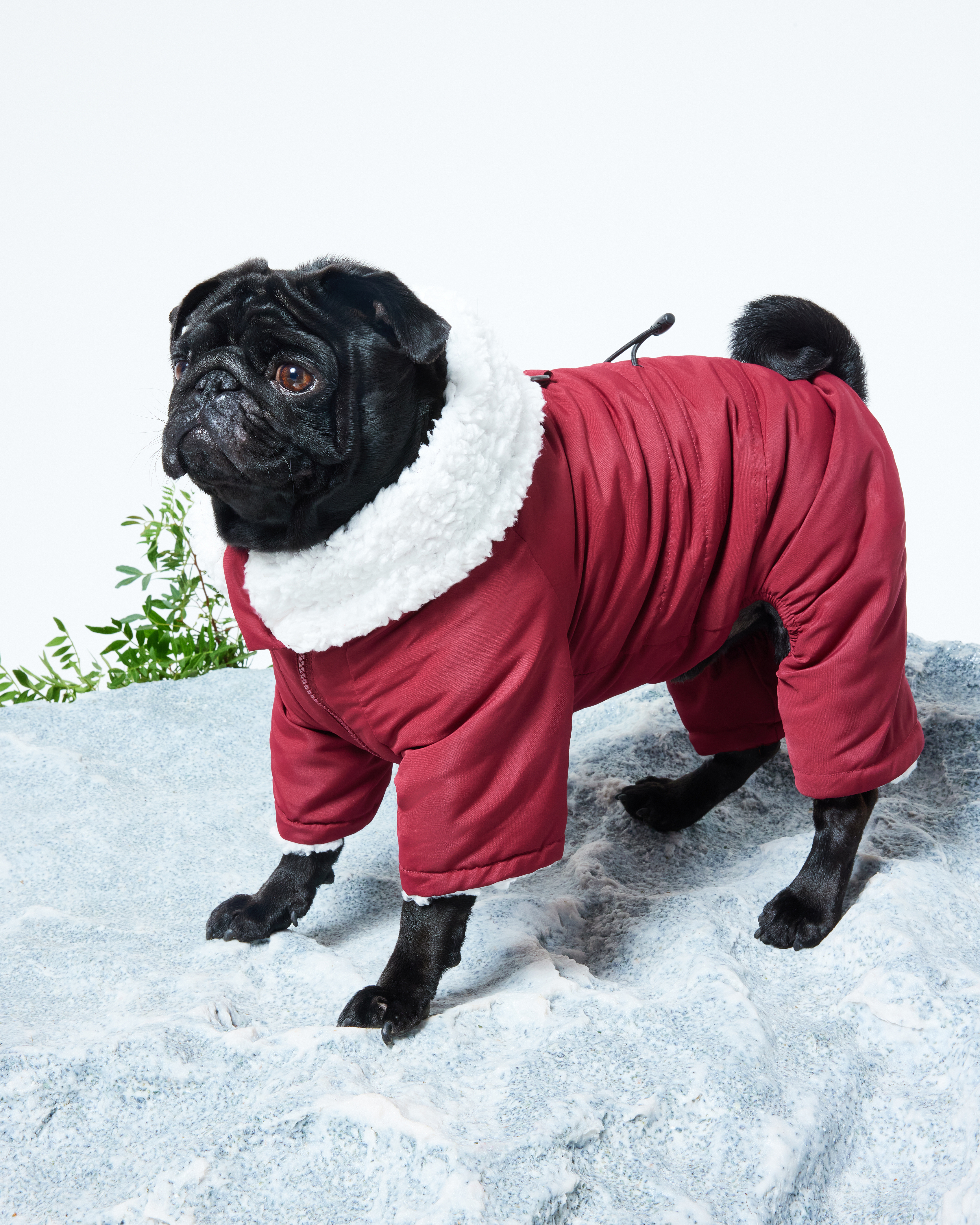 Комбинезон для собак и кошек Зоозавр - фото 12