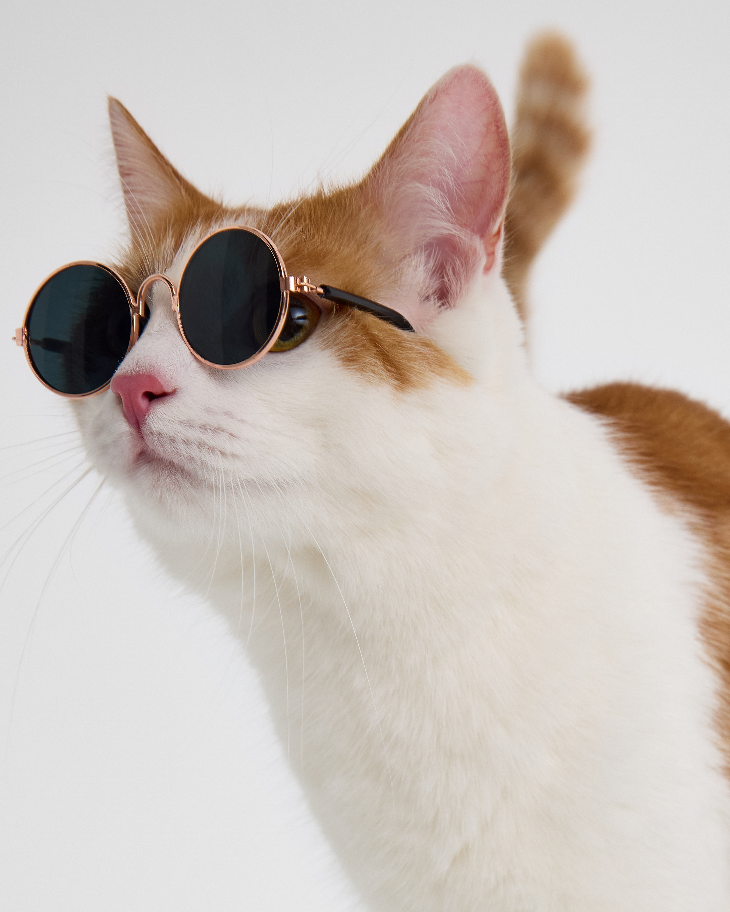 Изображение товара Очки для собак и кошек Зоозавр: Б/Р