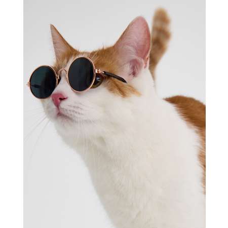 Очки для собак и кошек Зоозавр