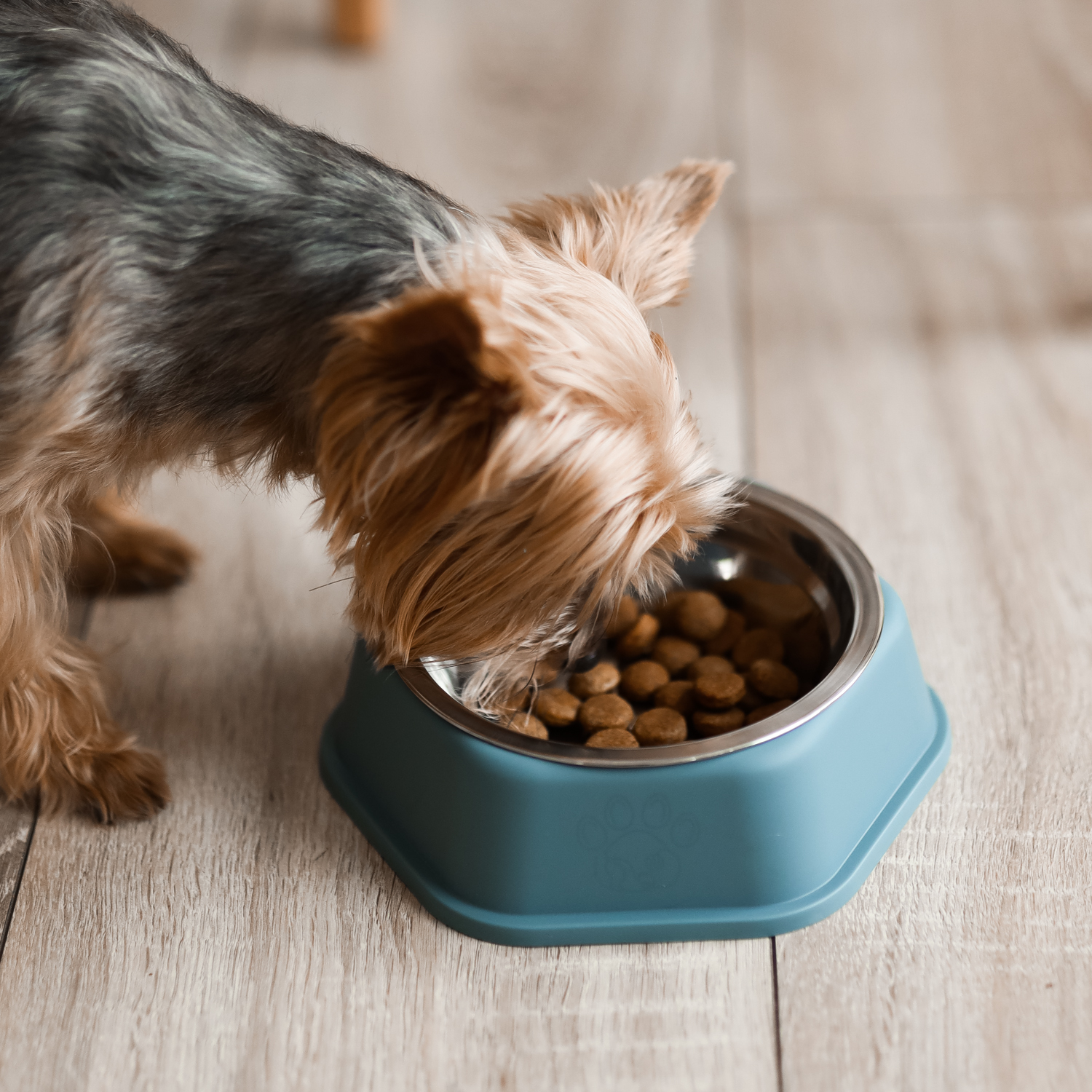 Миска для животных Не Один Дома Лапка 19.5*19.5*6см Голубой - фото 6