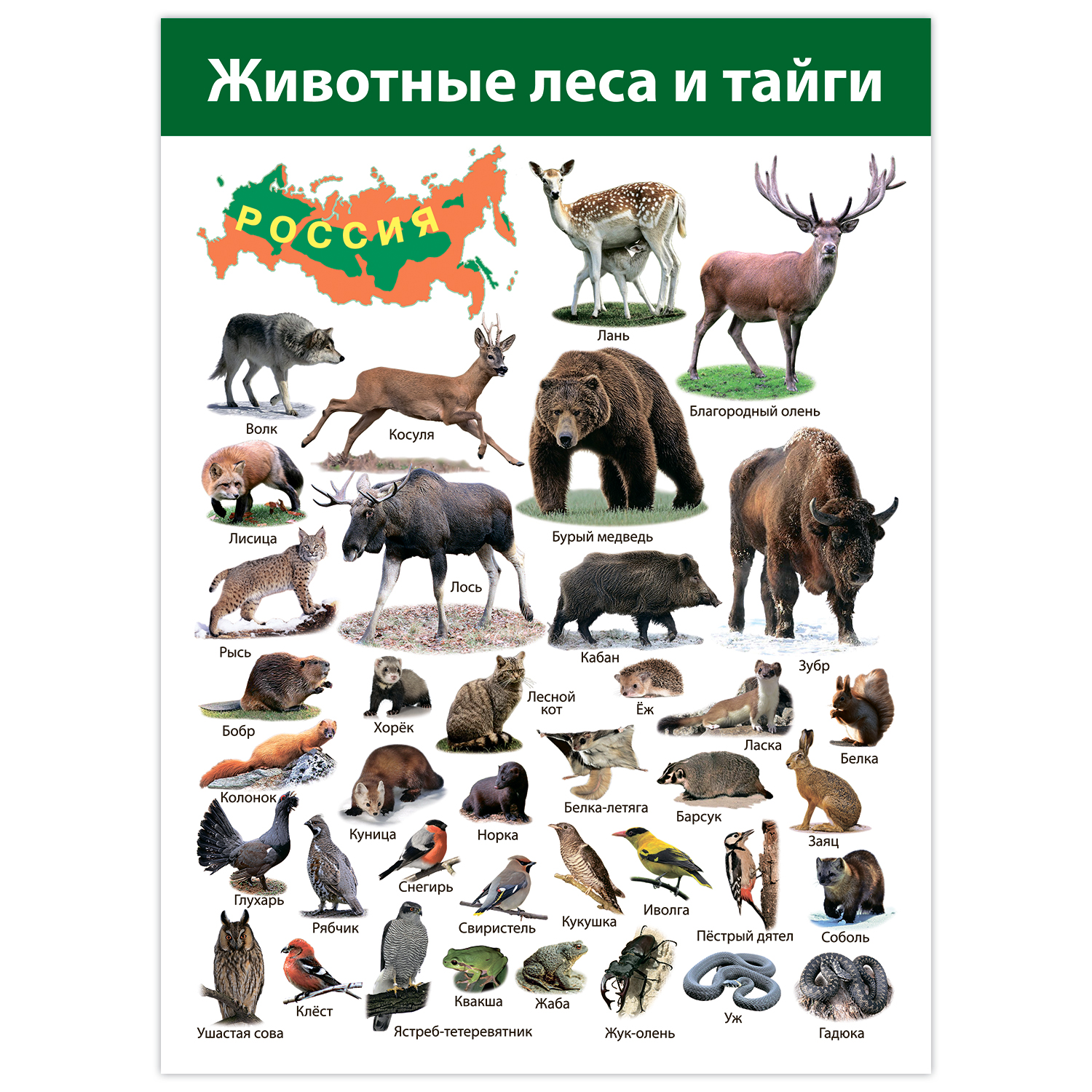 Настольная игра Дрофа-Медиа - фото 6