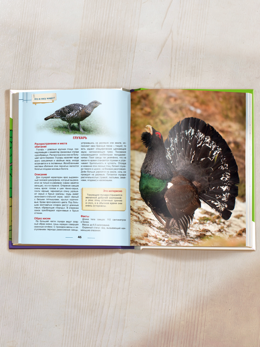 Книга Проф-Пресс Энциклопедия для детей. Кто в лесу живёт? - фото 5
