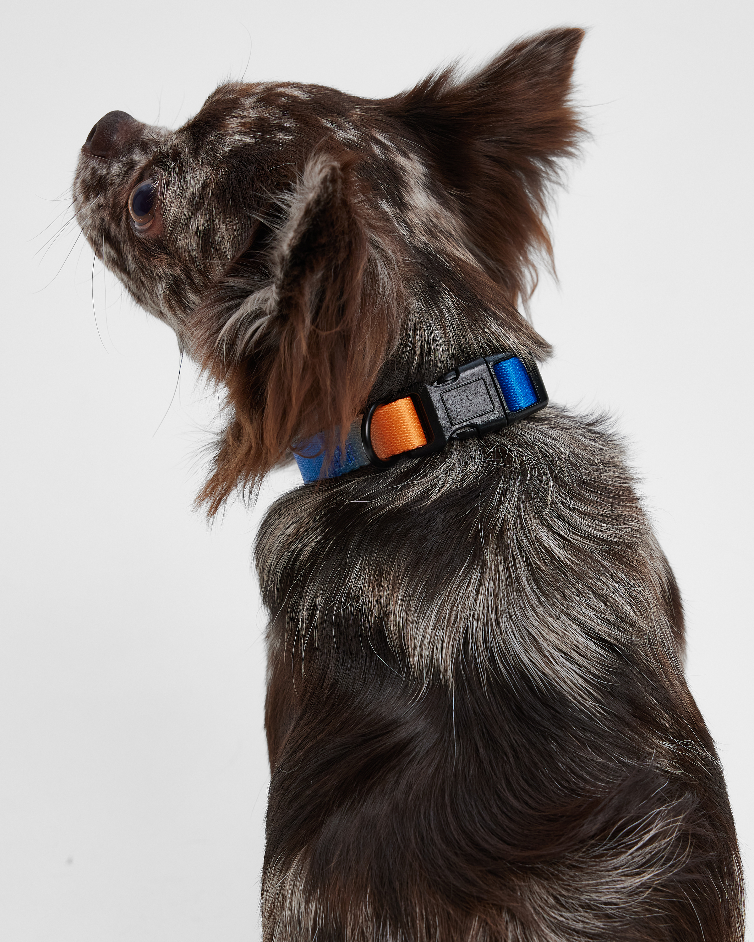 Ошейник для собак мелких пород Barbaks принт градиент полиэстер S (1.5*27-40см) - фото 3