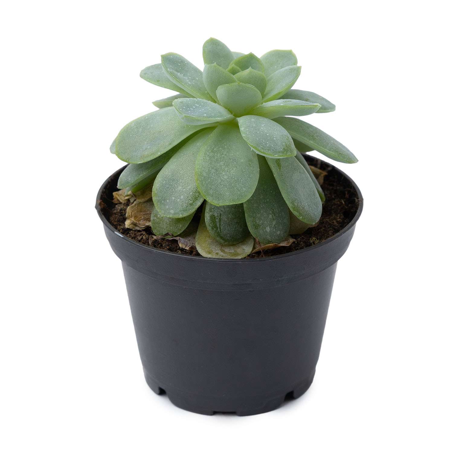 Растение ЕТК Суккуленты D7 в ассортименте - фото 7