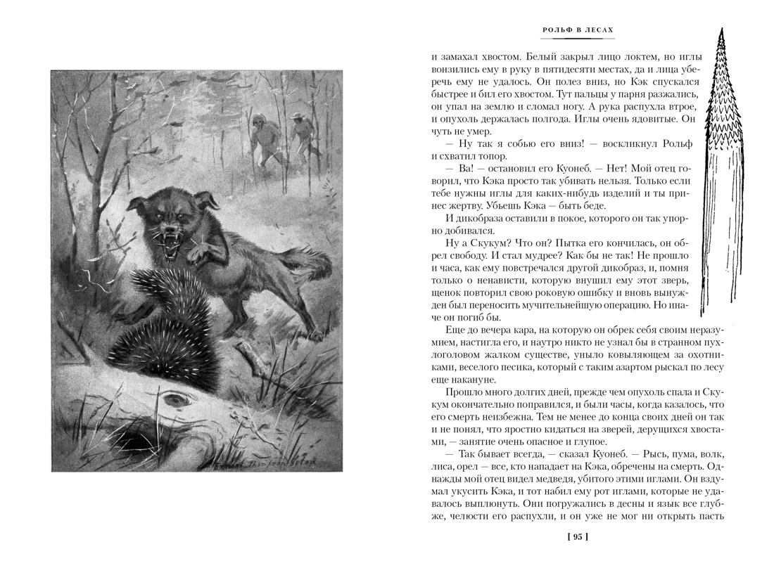Книга АЗБУКА ИЛБК. Сетон-Томпсон Э. Рольф в лесах. Лесные рассказы (с илл.) - фото 20