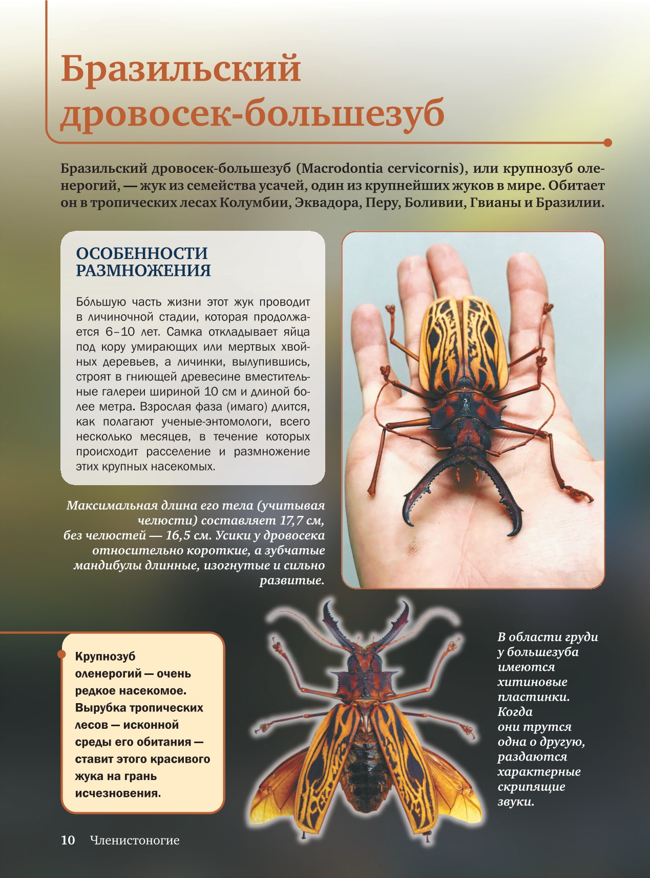 Энциклопедия АСТ Красная книга - фото 6