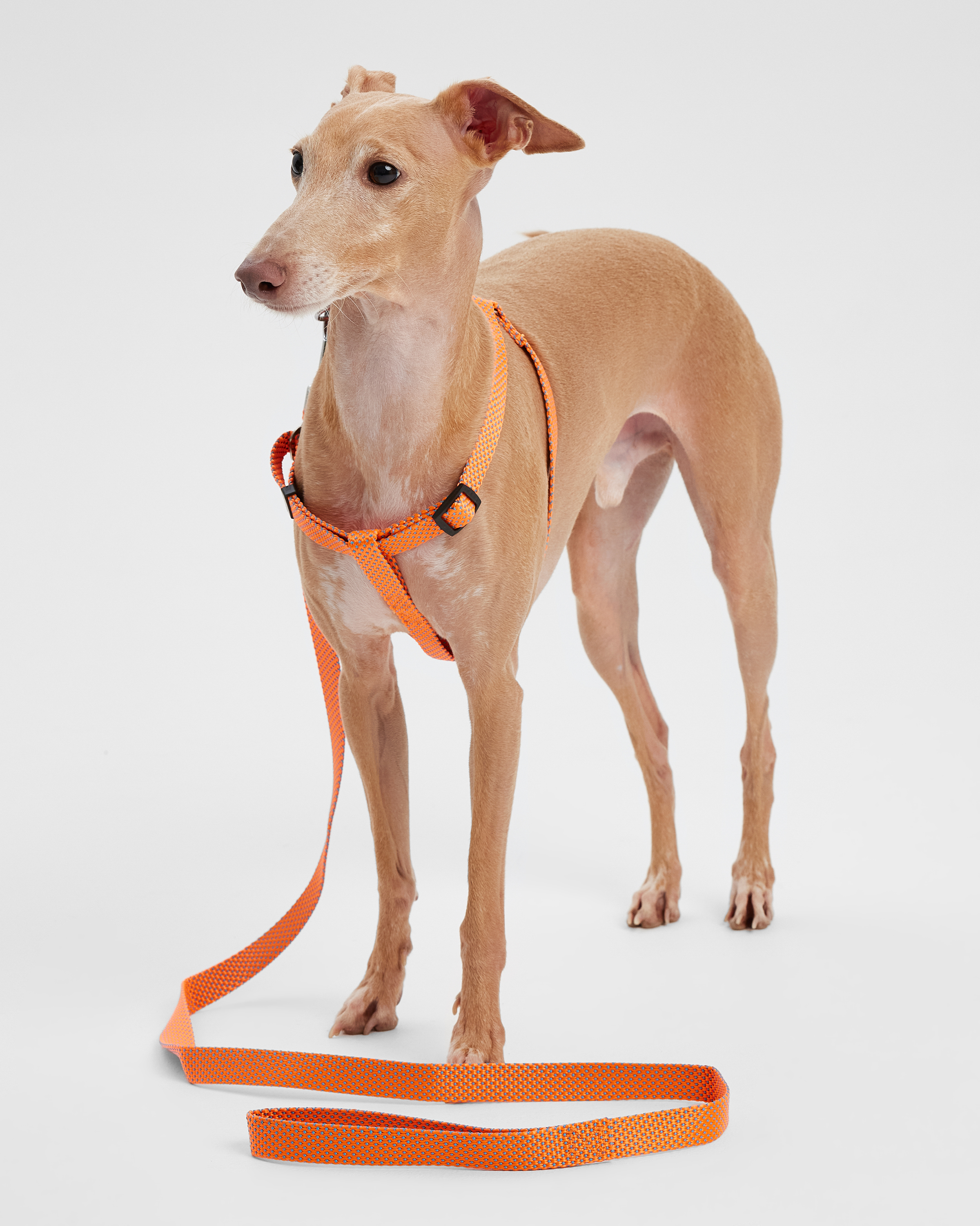 Поводок для собак Barbaks оранжкевый жакард 2*120см полиэстер - фото 1
