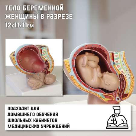 Наглядное пособие Sima-Land