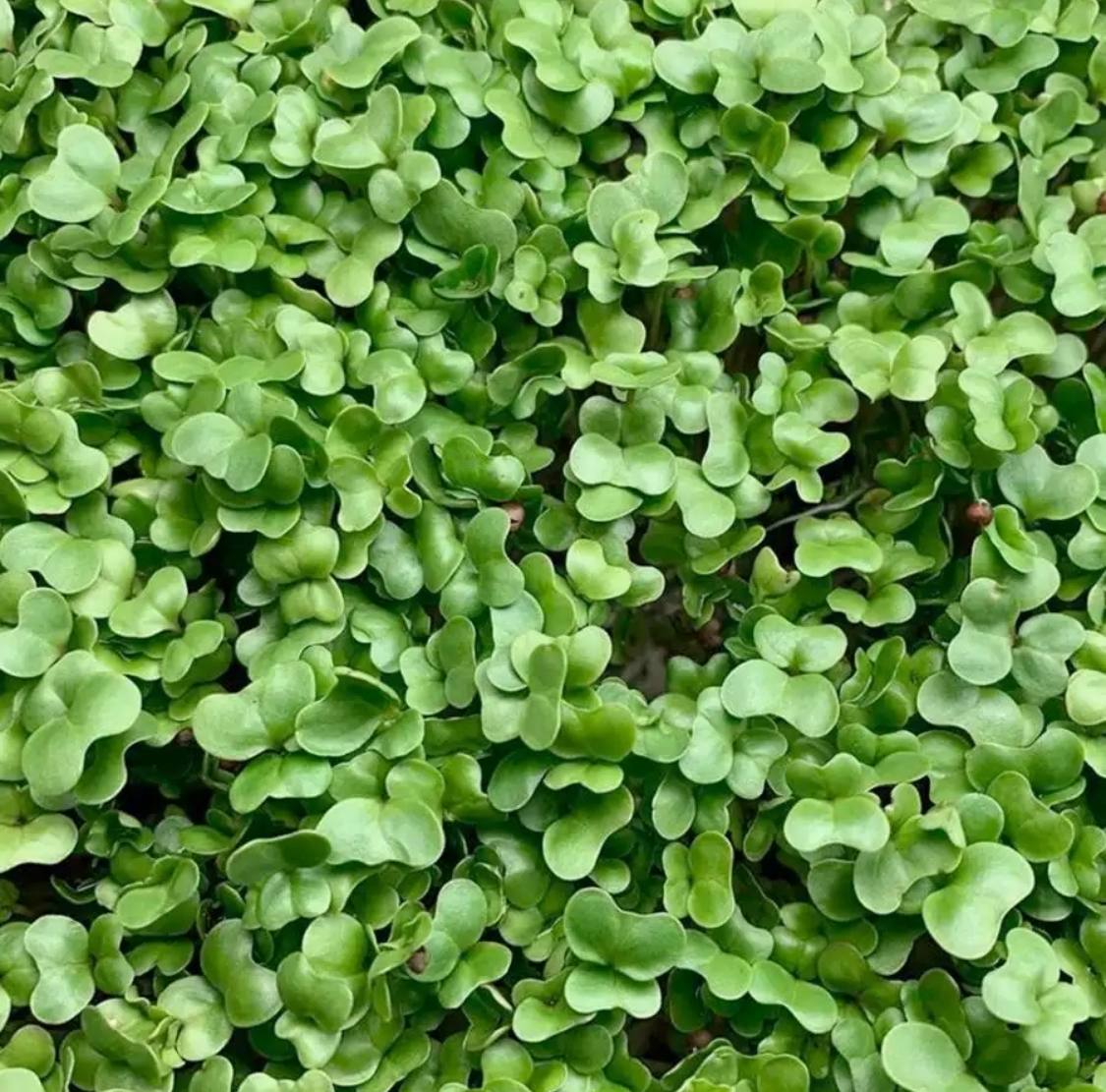 Семена для микрозелени MegaMedia брокколи - фото 3