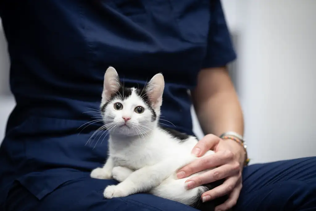 Кошка Смородинка - фото 3