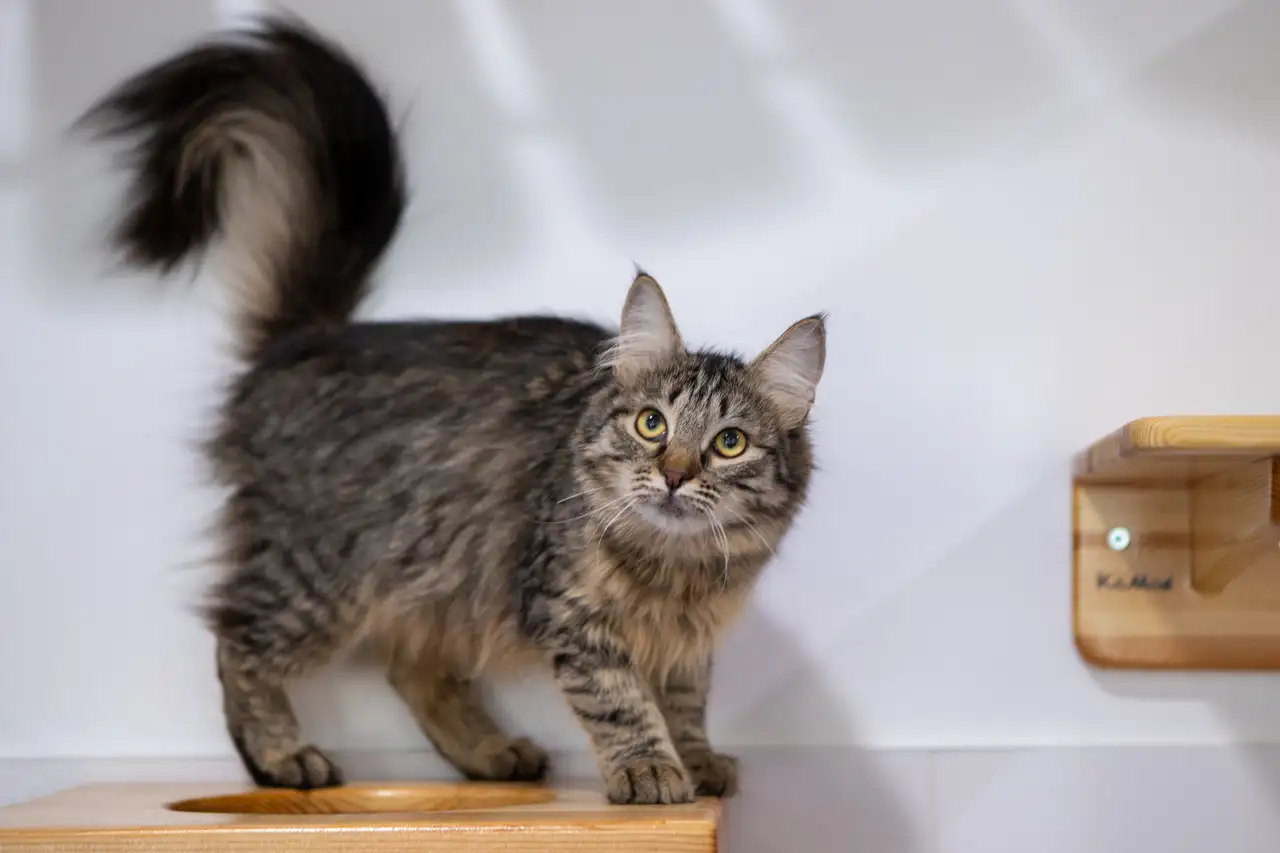 Кошка Вишенка - фото 3