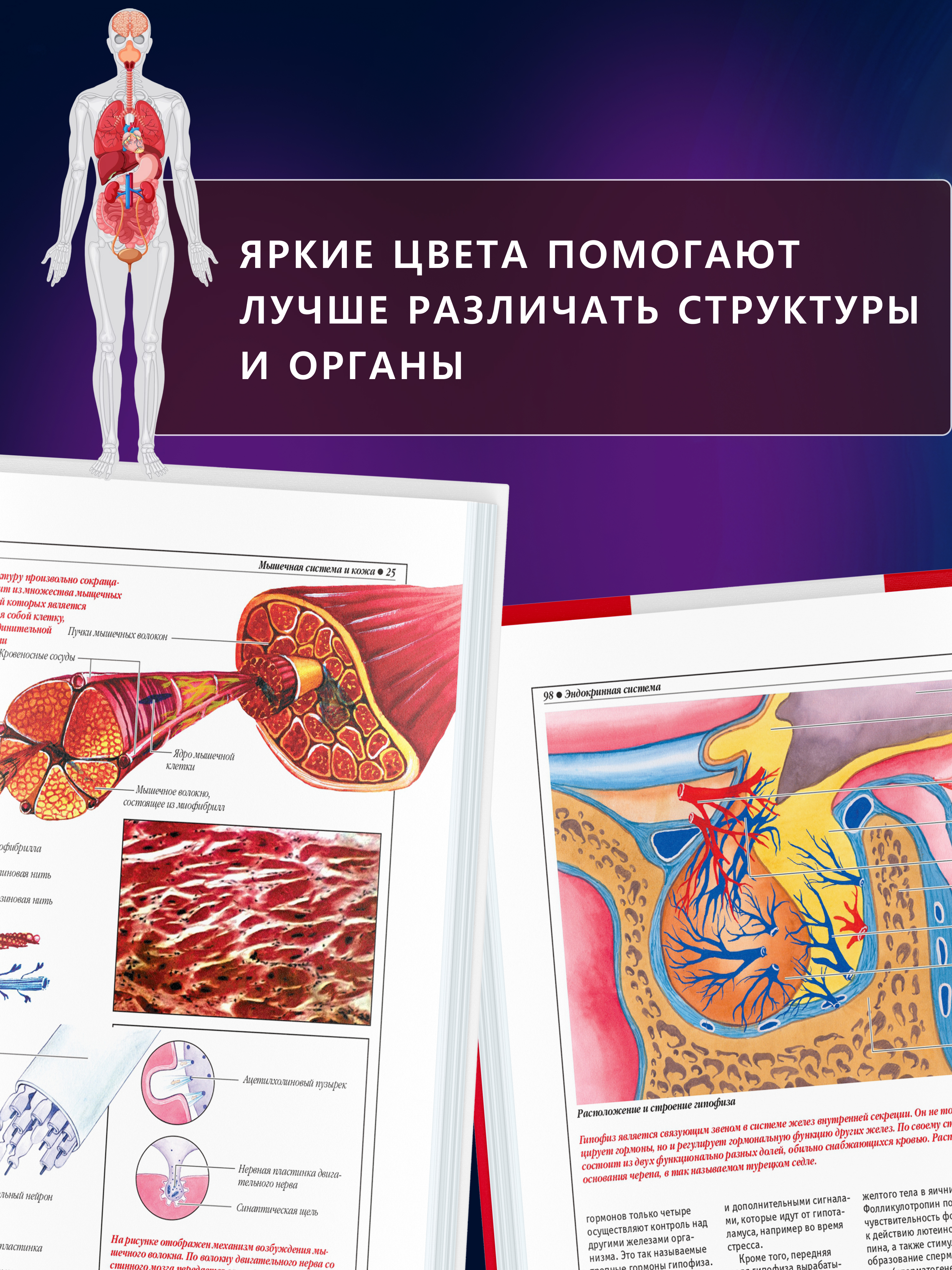 Книга Атлас анатомии человека Харвест основы строения и физиология - фото 6