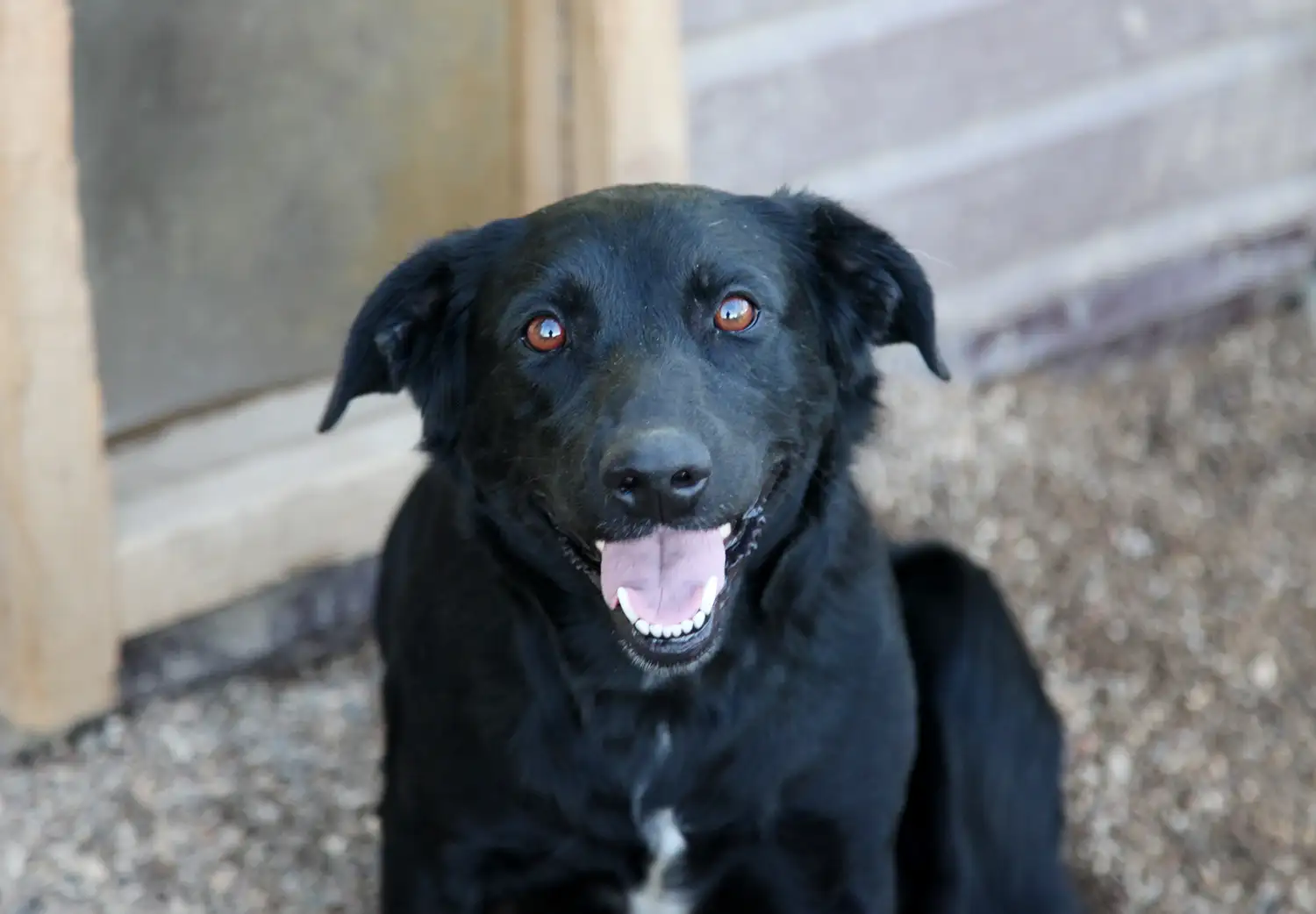 Собака Осташка - фото 5