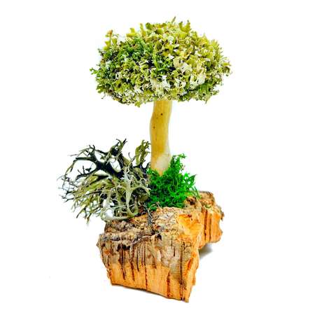 Дерево из цетрарии Cetraria 14 см