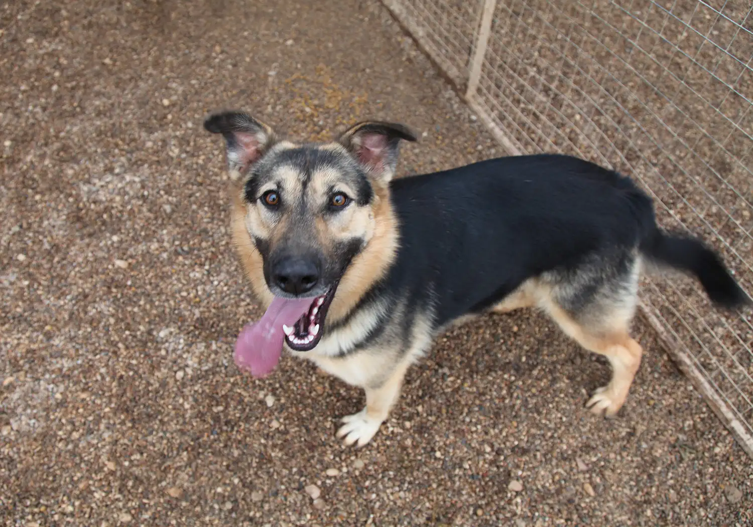 Собака Влада - фото 3