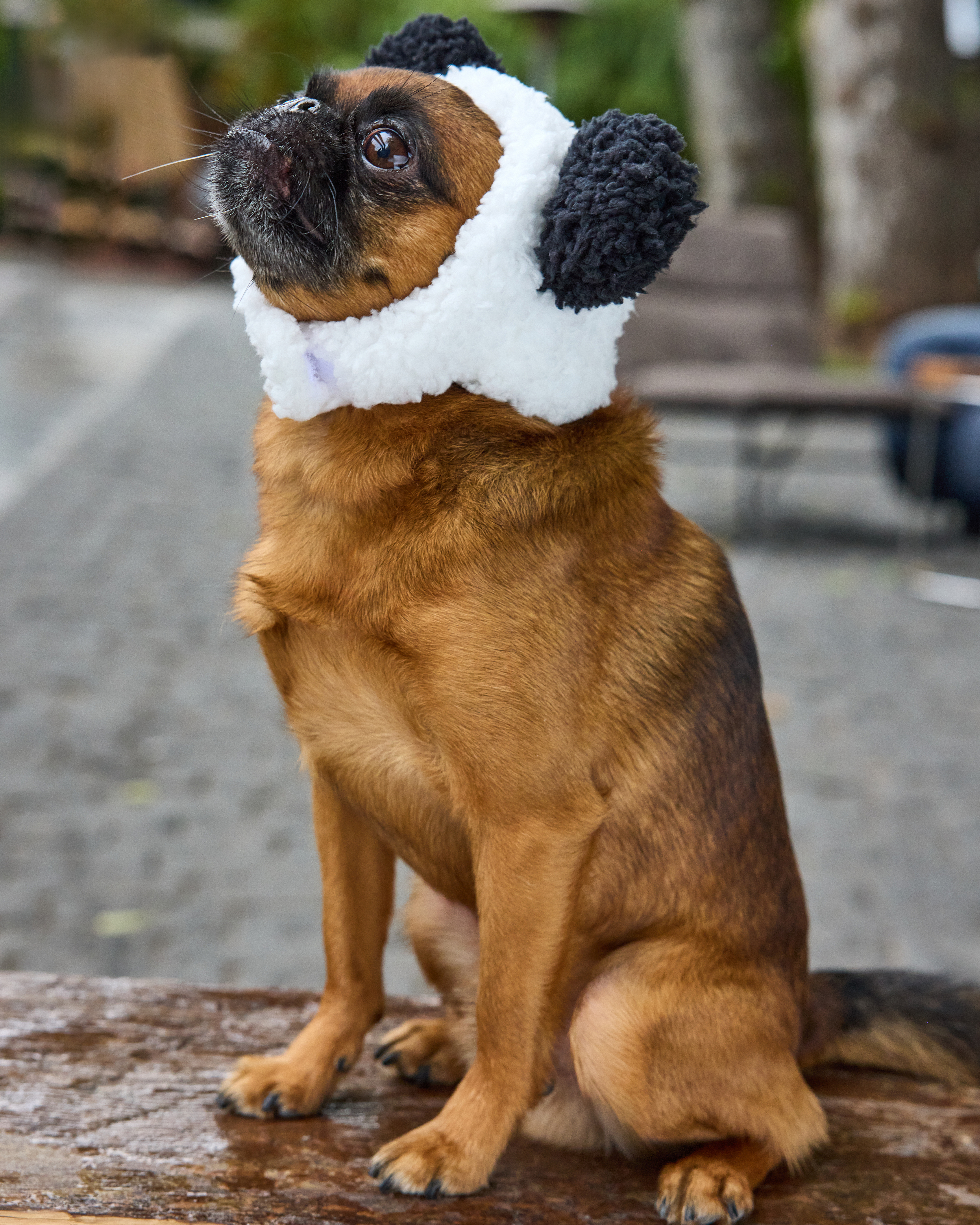 Шапка для собак и кошек Зоозавр - фото 9