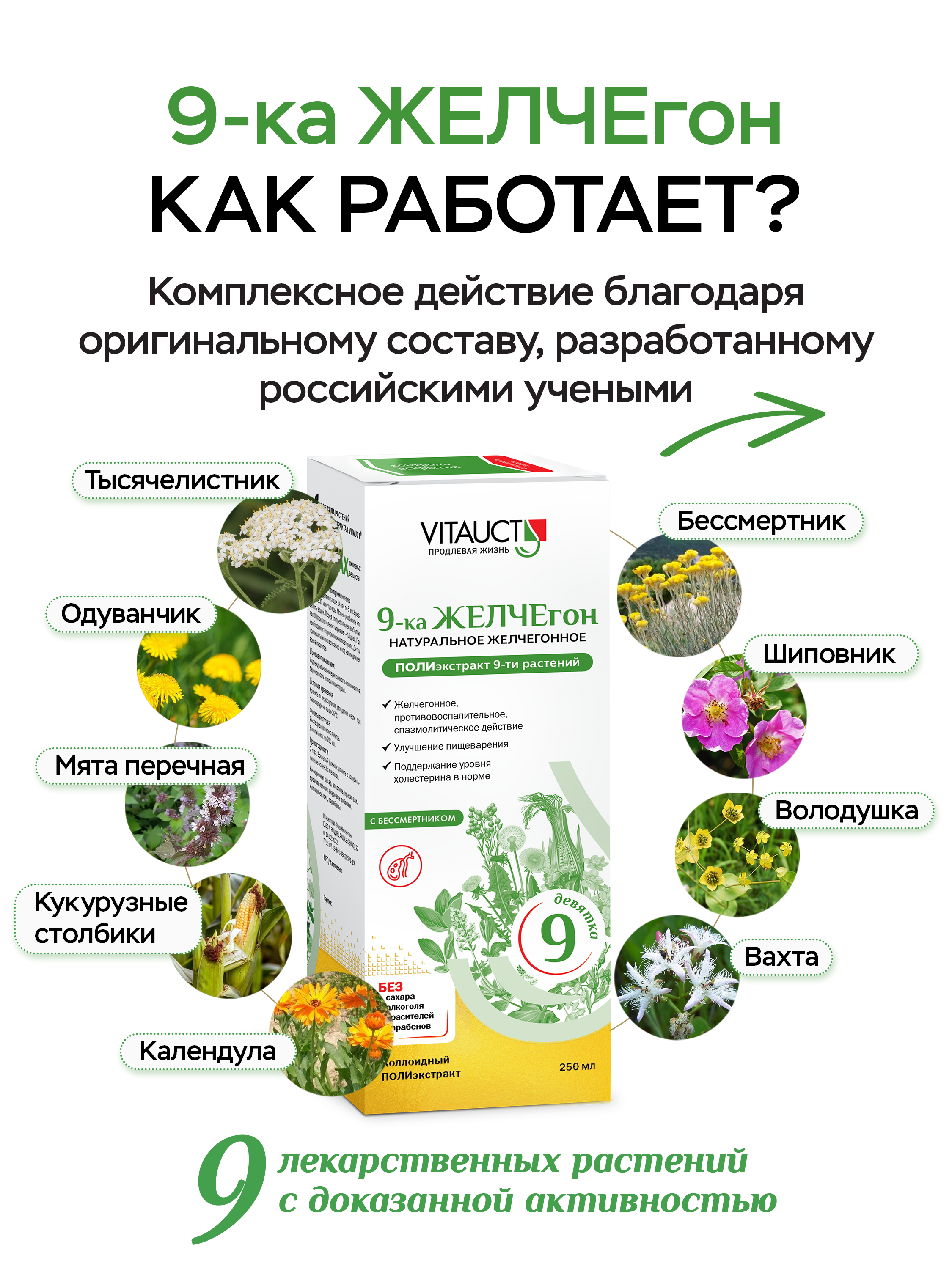БАД VITAUCT 9-ка ЖЕЛЧЕгон - фото 3