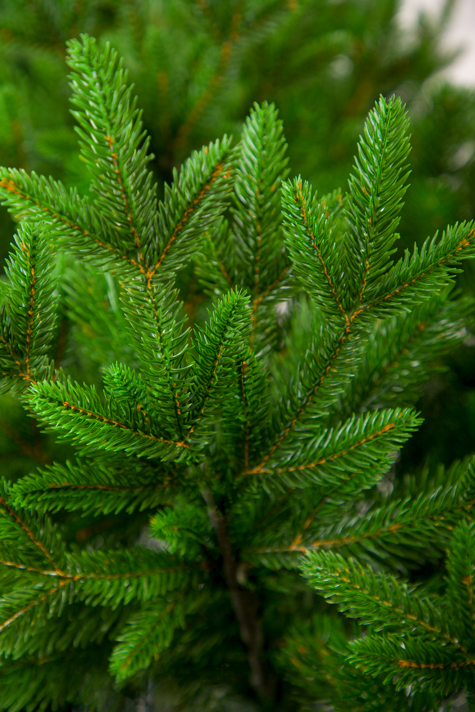 Ель Чародейка Поезд Ёлок литая 210 см - фото 7