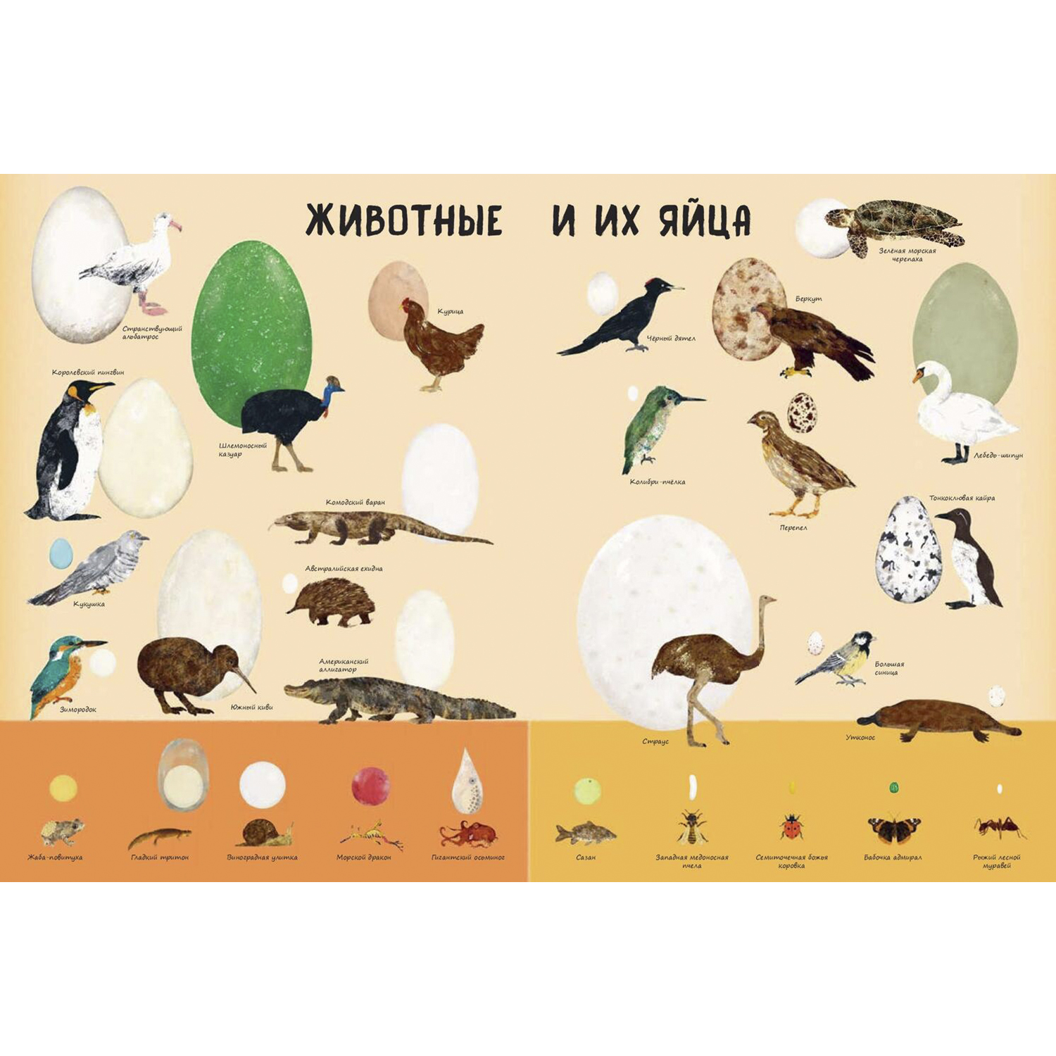 Книга ЭНАС-книга Кто появляется на свет из яйца? - фото 2