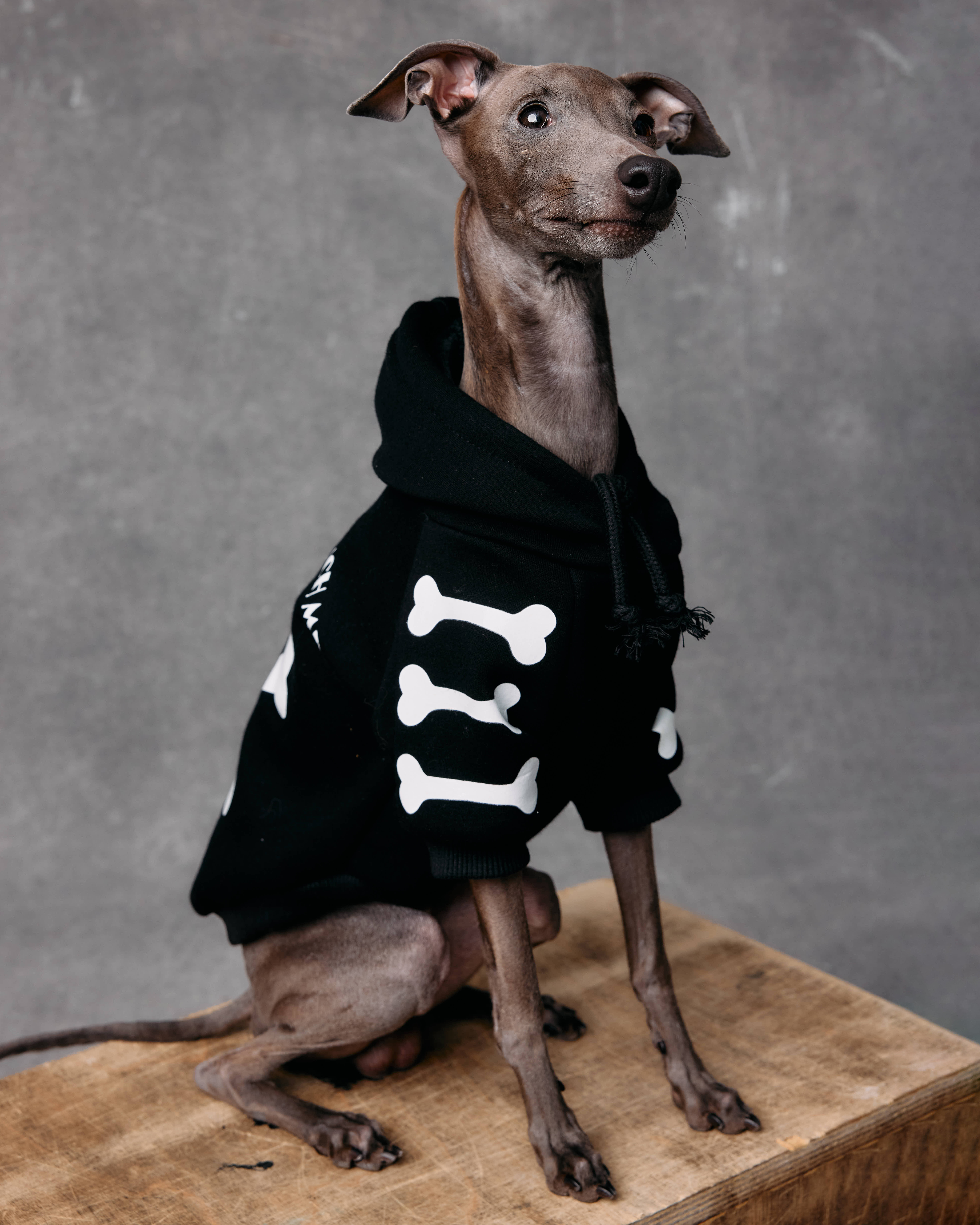 Толстовка для собак и кошек Зоозавр - фото 15