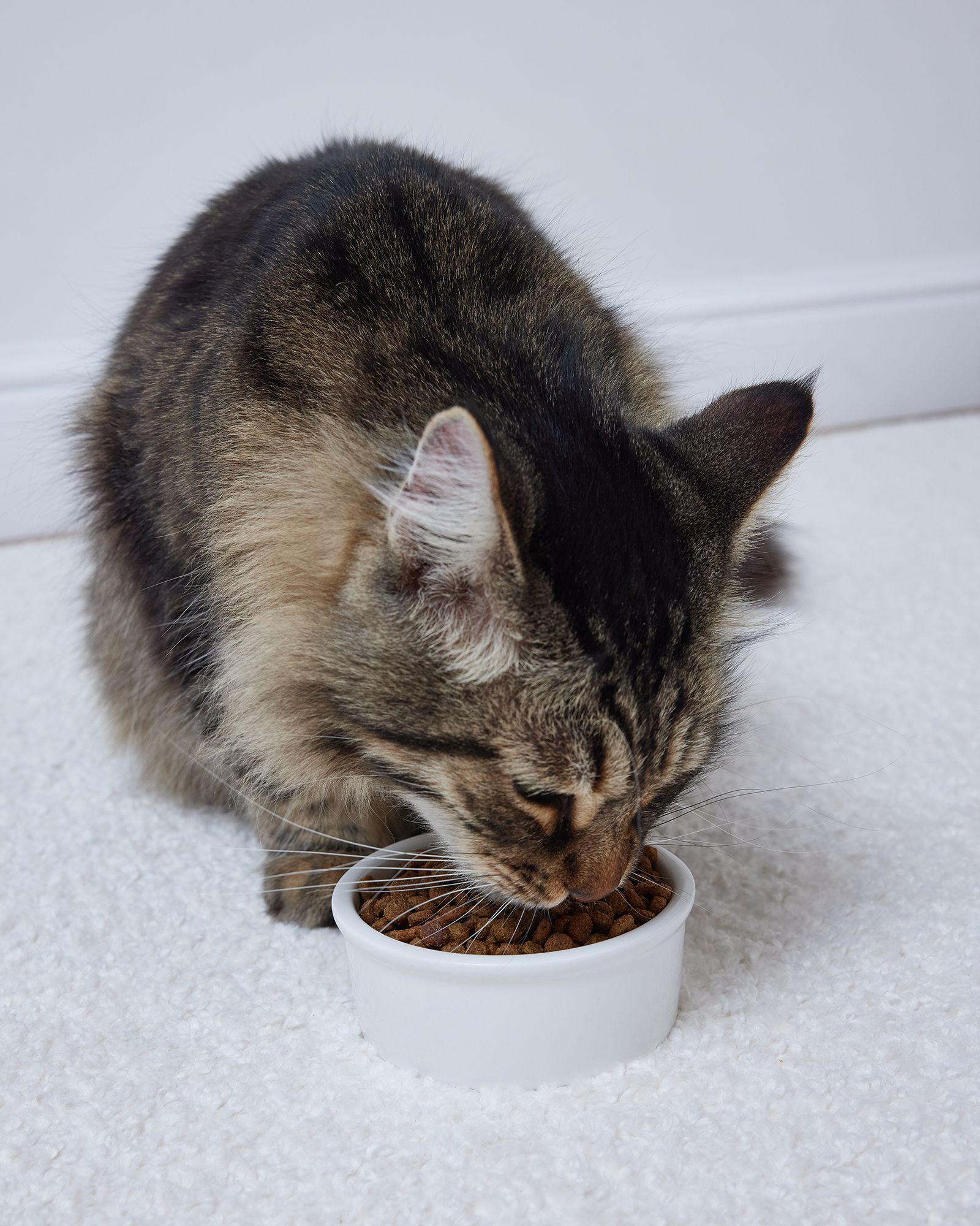 Корм для кошек Roybis 4кг с лососем и форелью сухой полнорационный 7+ с защитой почек - фото 11