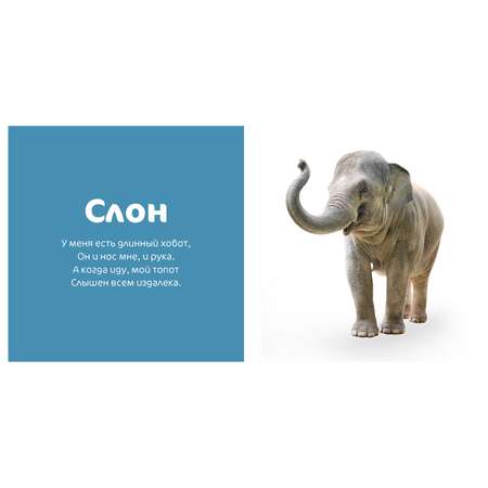 Книга Clever Любимые животные Мир вокруг меня Фотокнига Коваль Т