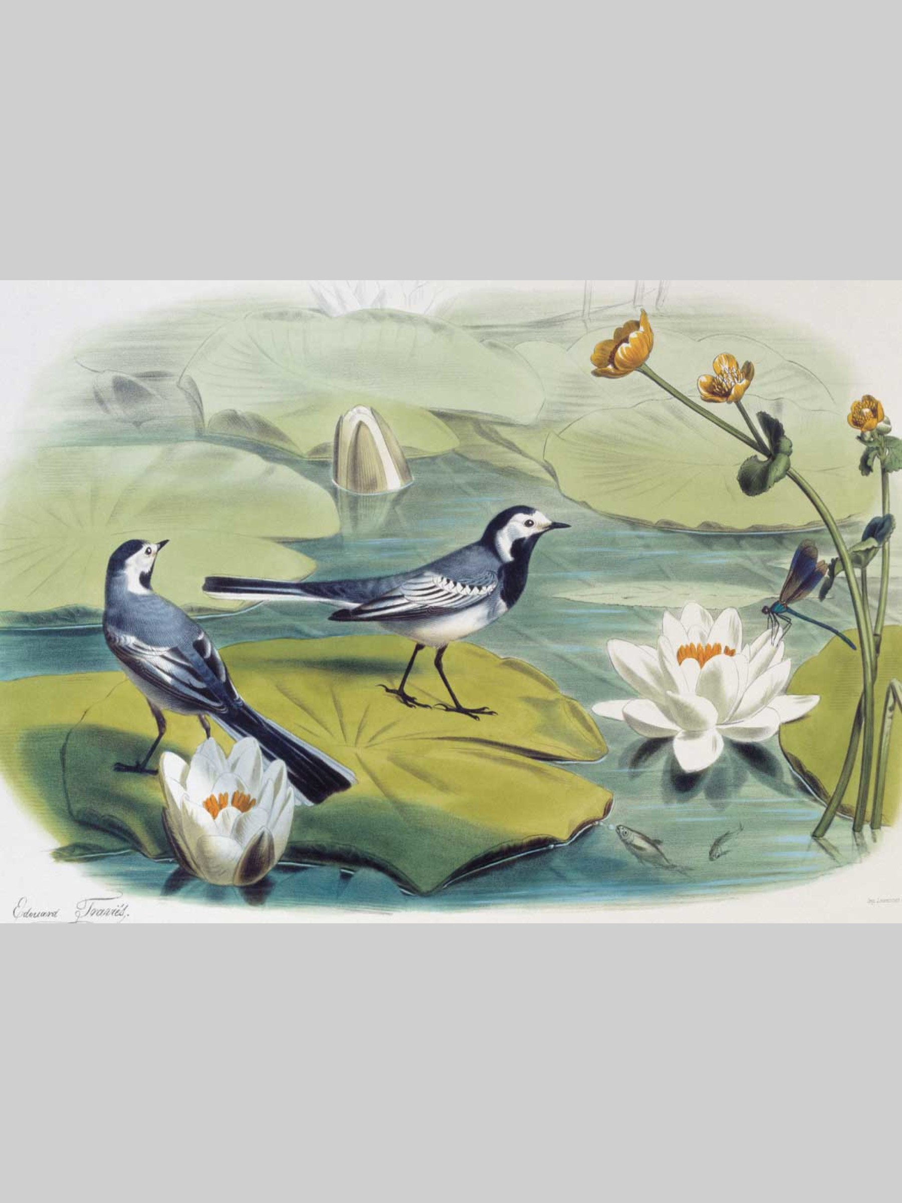 Набор открыток Белый город Самые красивые птицы Иллюстрации Э. Травье - фото 5