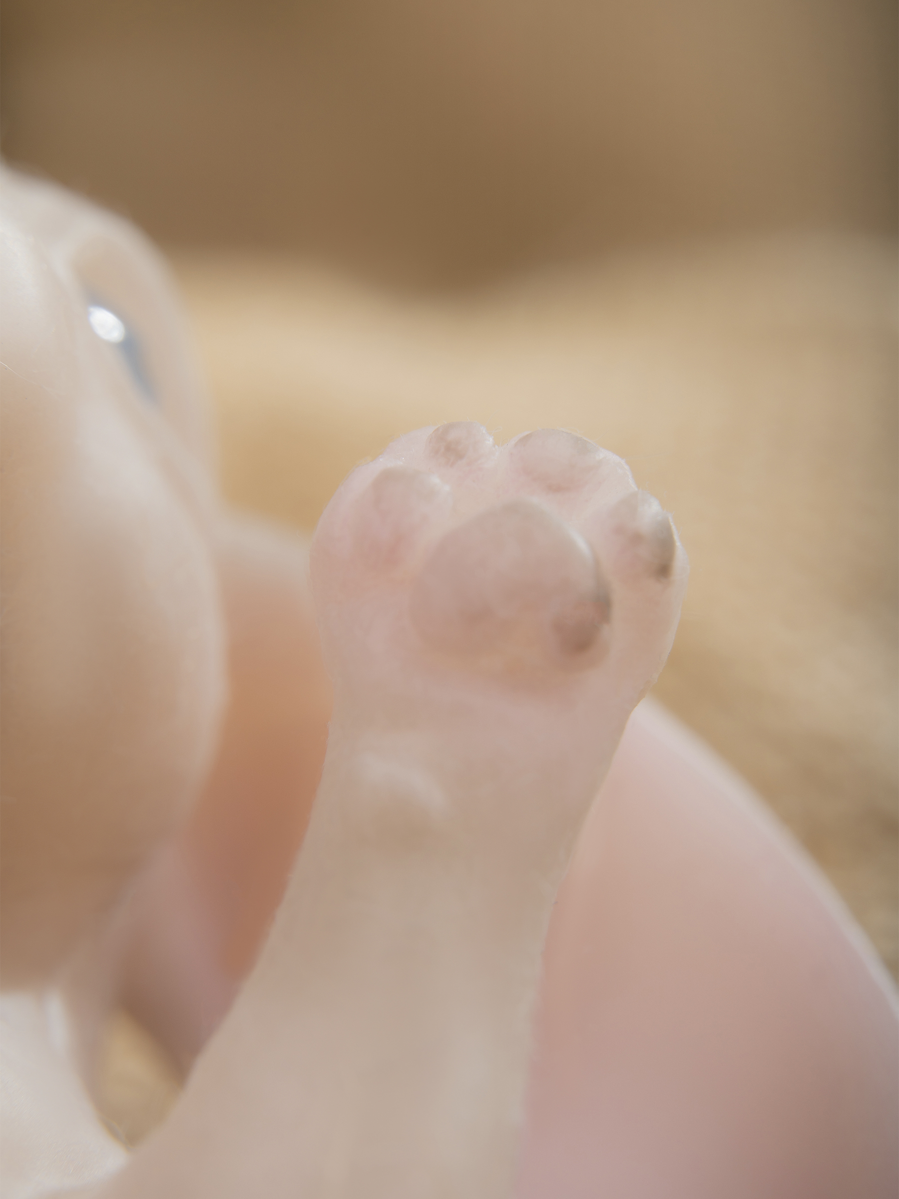 Кукла мини Magic Manufactory Magic history Зайчонок серый высота 15 см 4631169404154 - фото 23