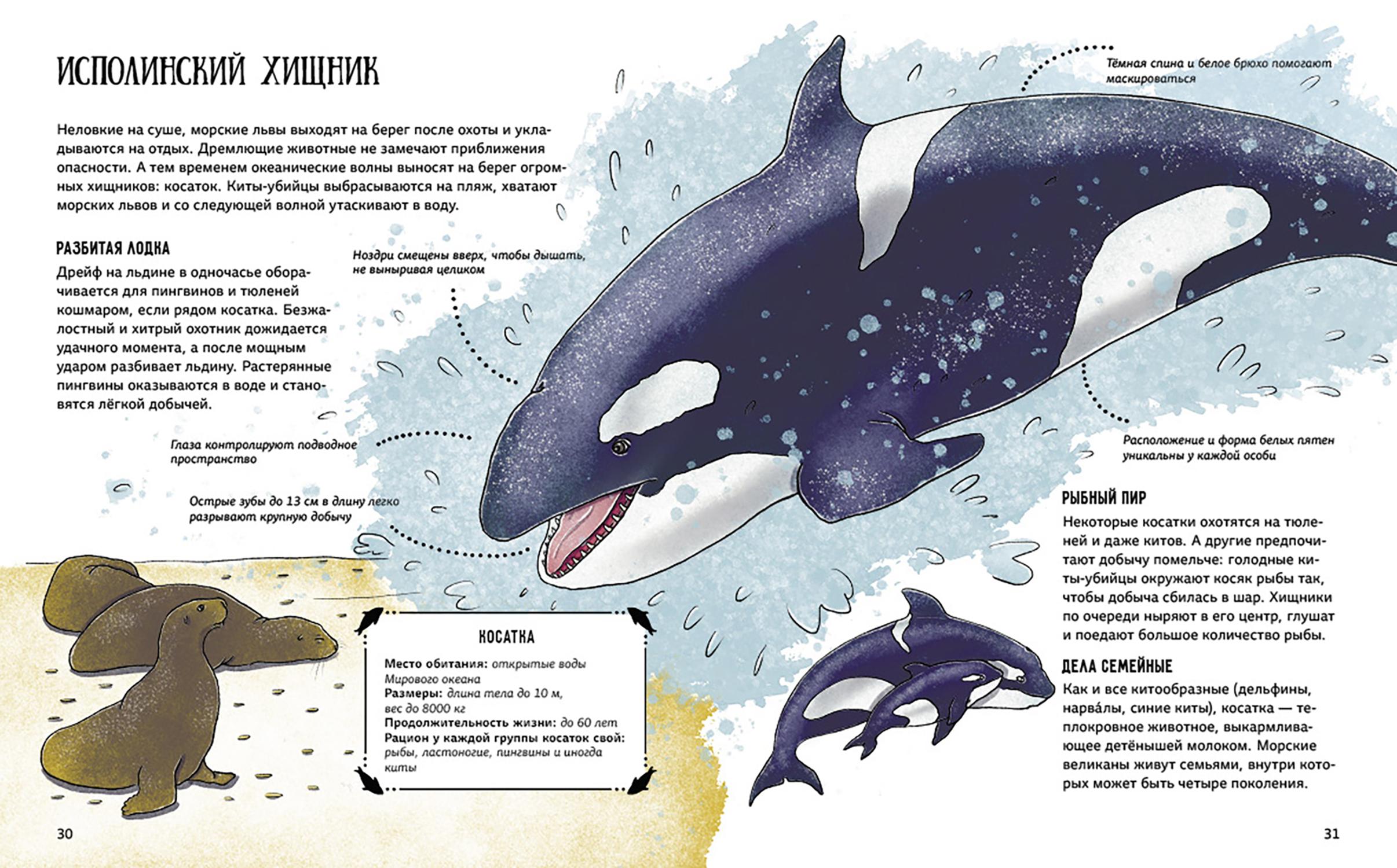 Книга Абраказябра Я тебя съем! Секреты коварных хищников - фото 5