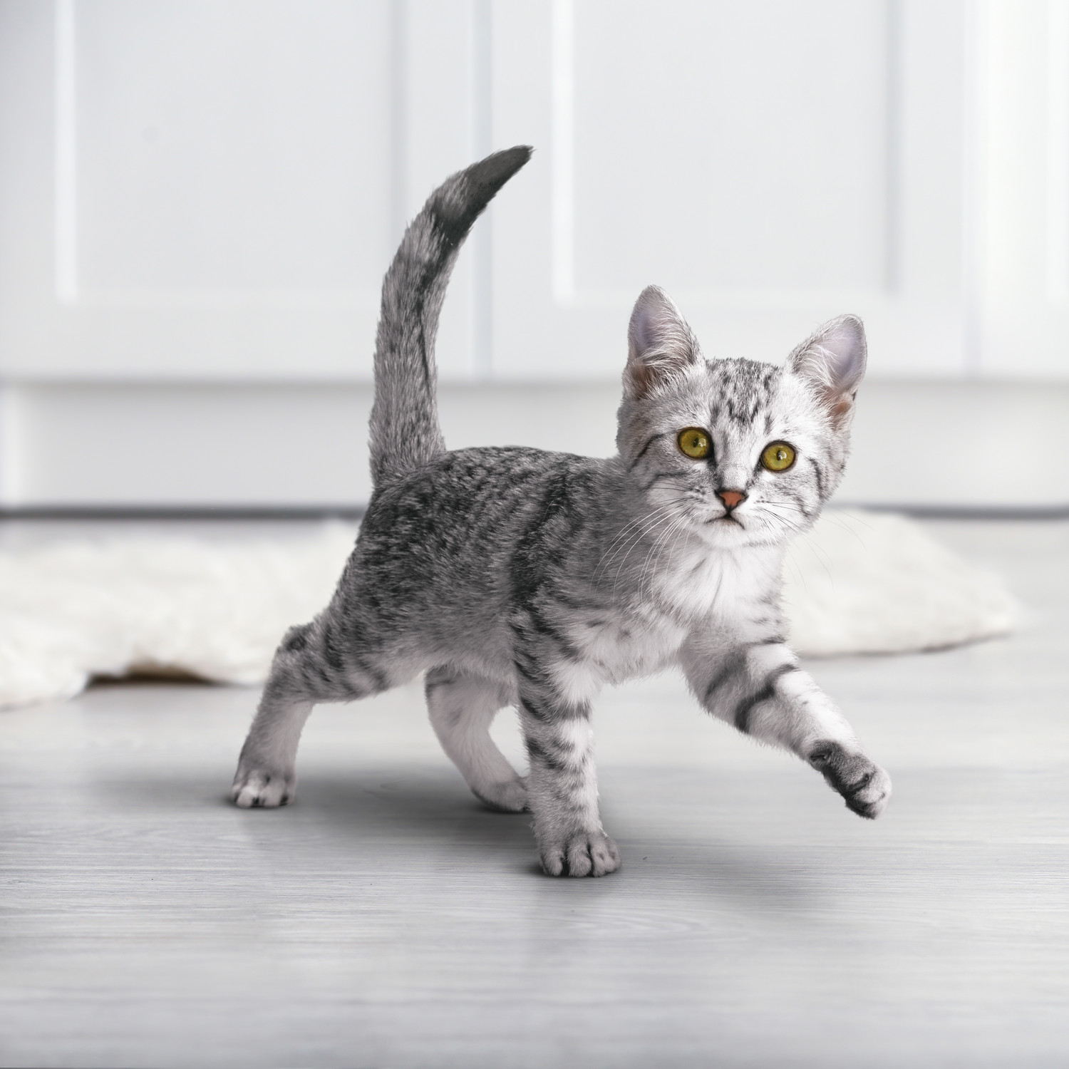 Корм для котят Purina One курица-злаки 750г - фото 10