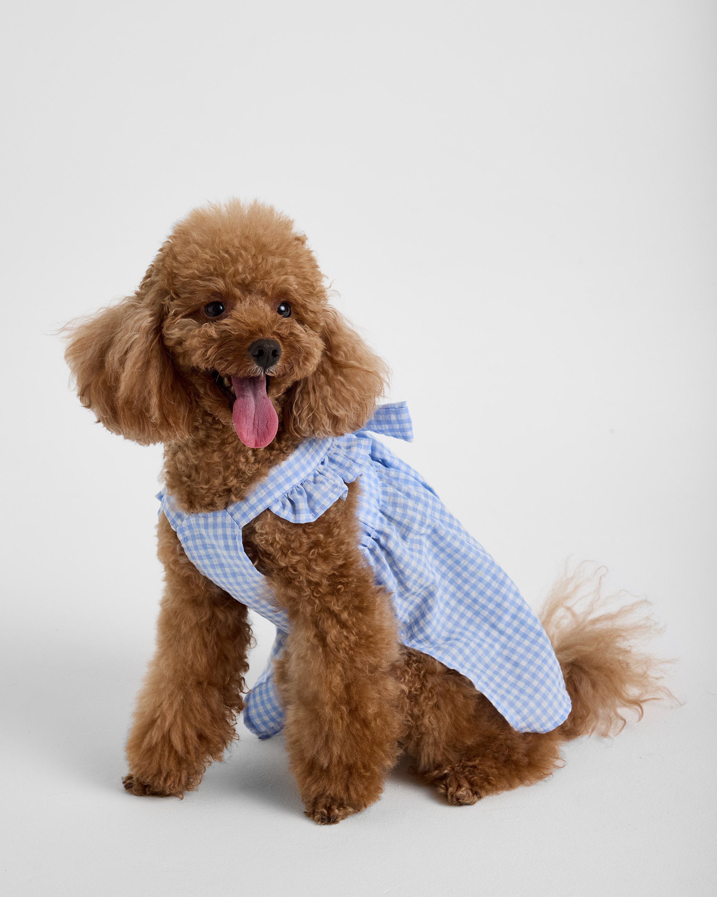 Изображение товара Сарафан для собак и кошек Зоозавр: L