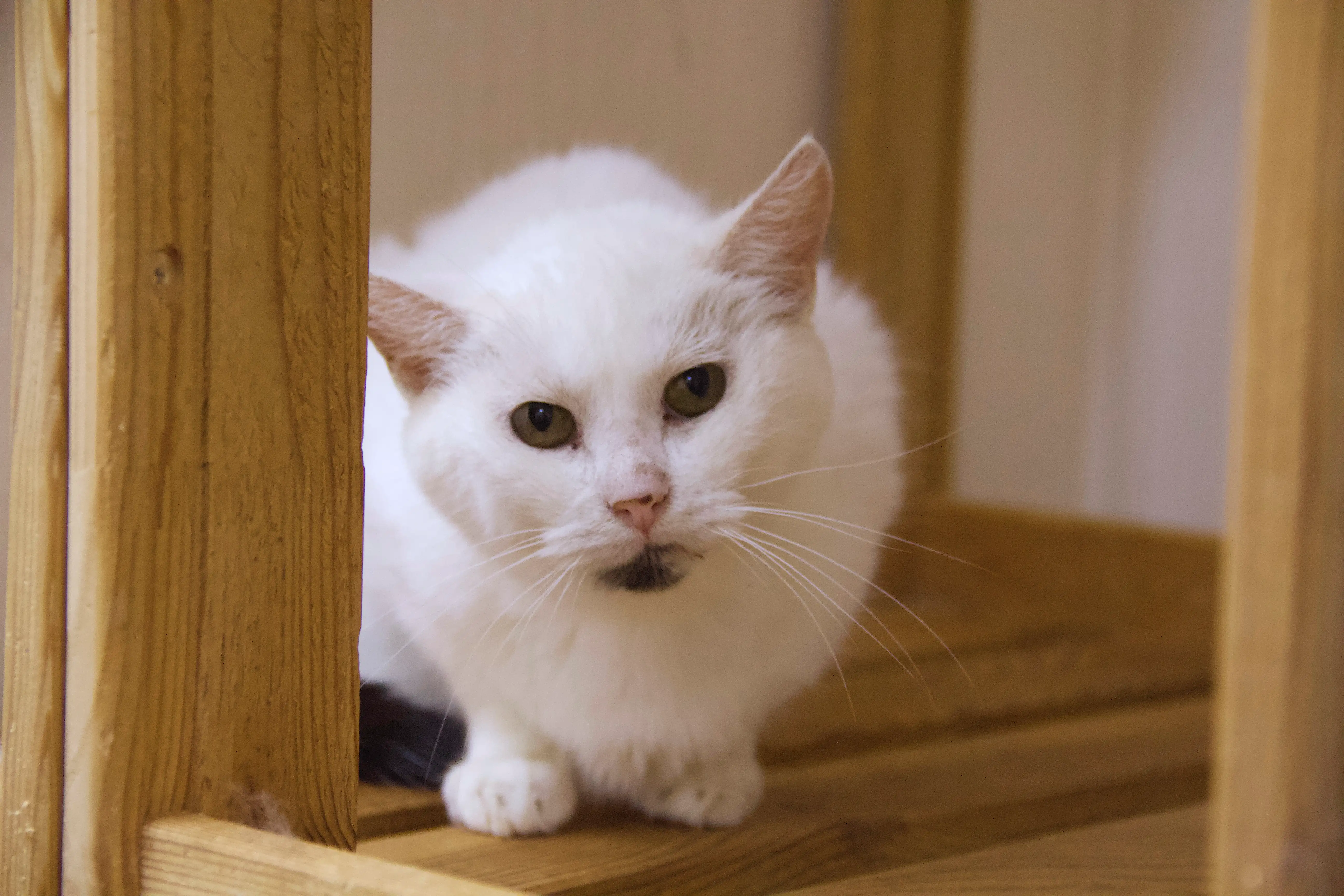 Кошка Брунгильда - фото 4