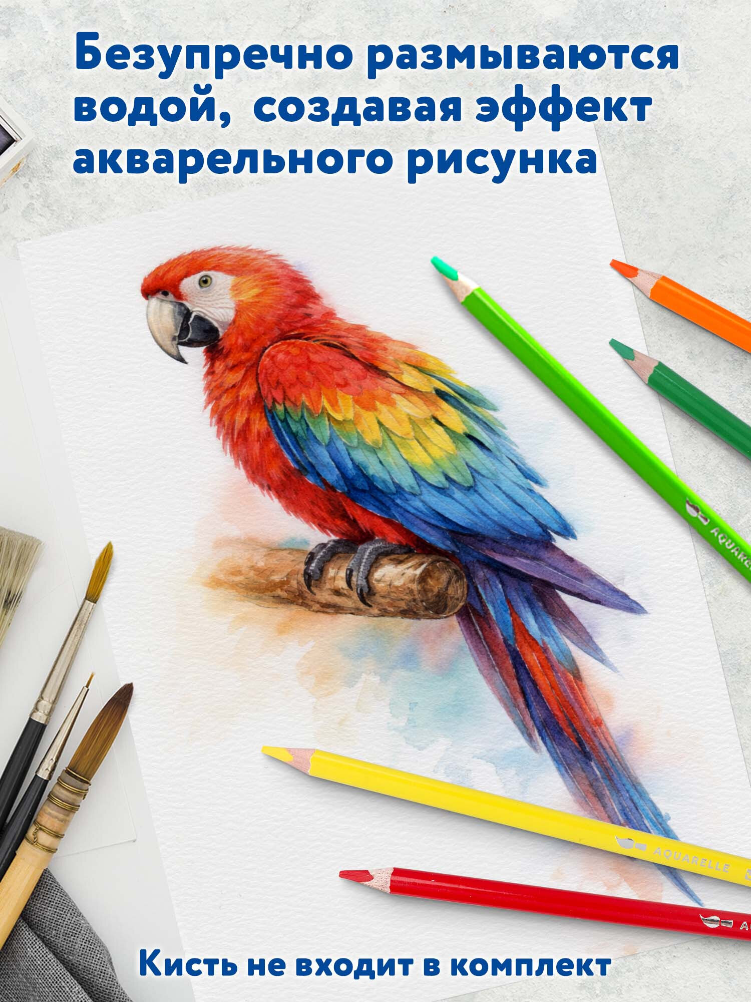 Карандаши акварельные Brauberg 24 шт. - фото 4