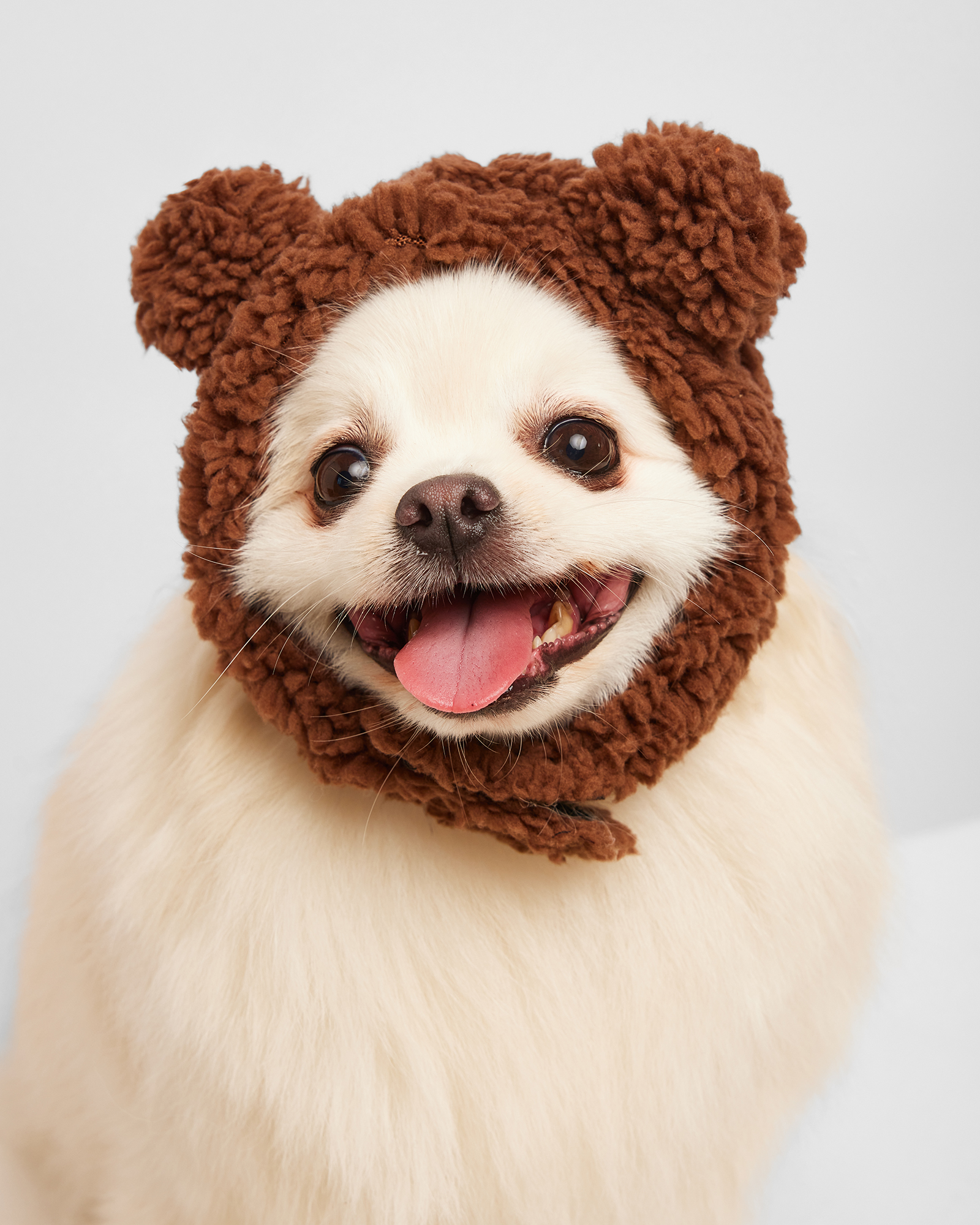 Шапка для собак и кошек Зоозавр - фото 8